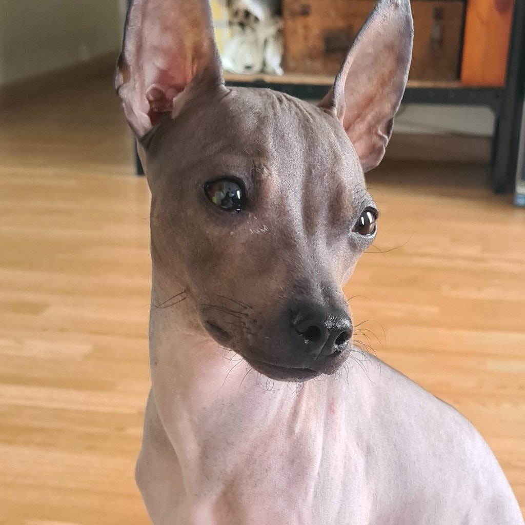 Kelpie