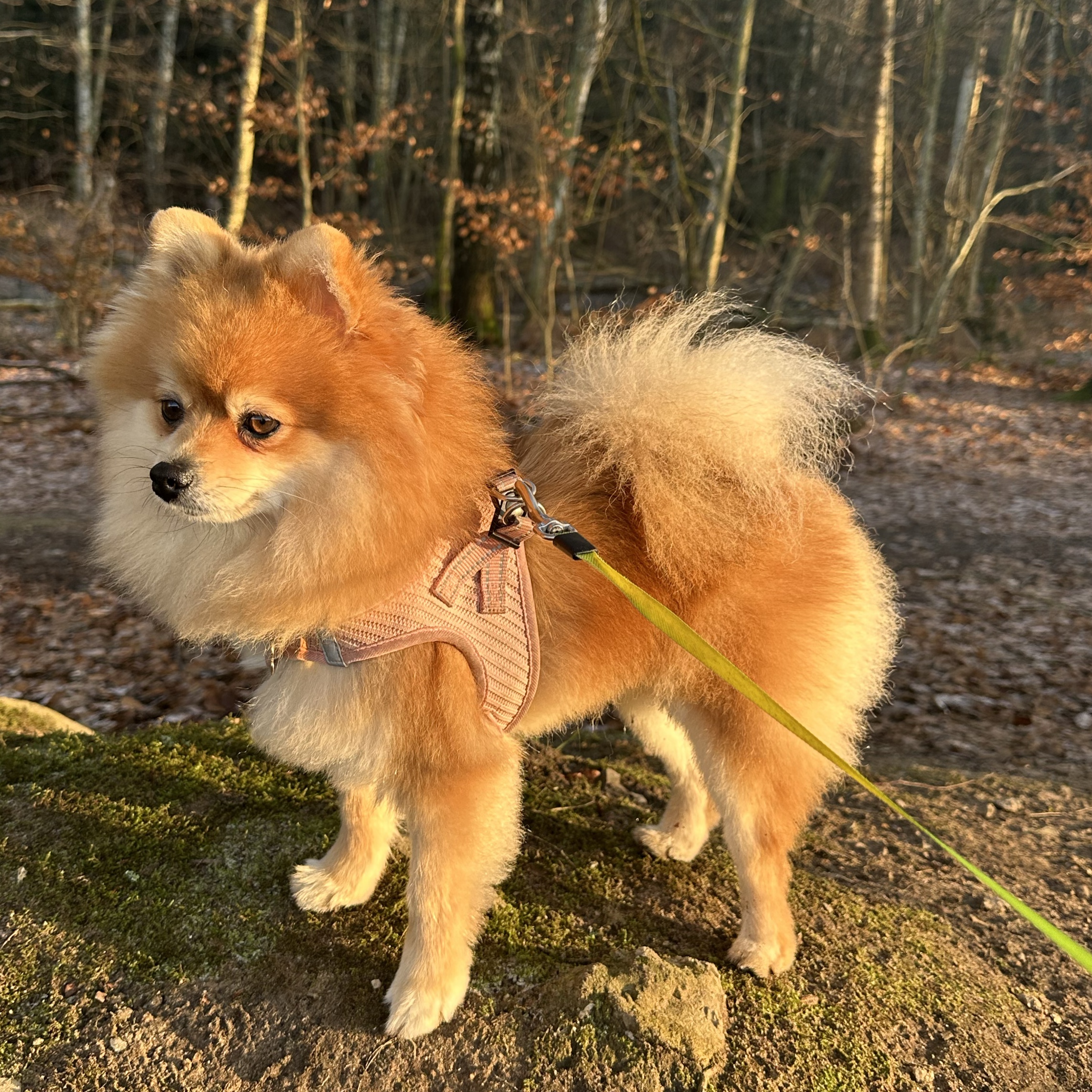 Bella