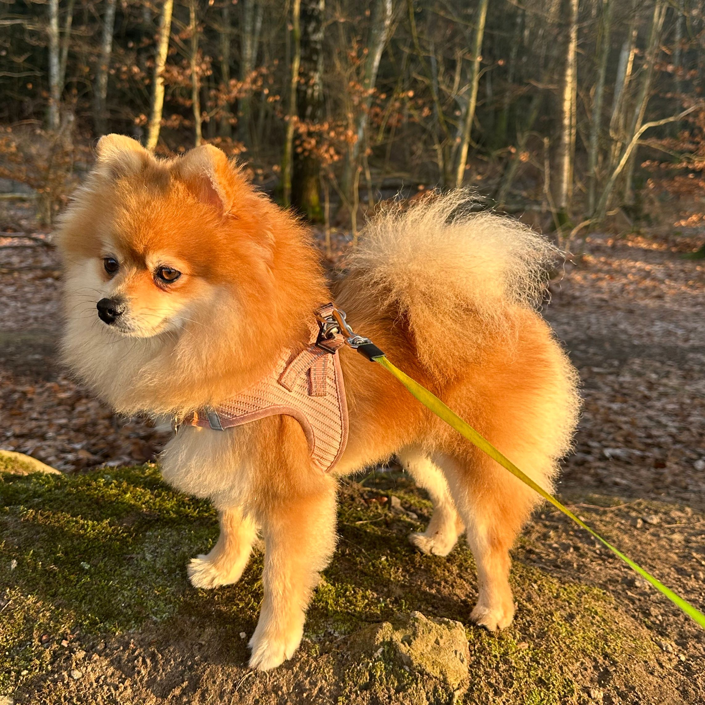 Bella