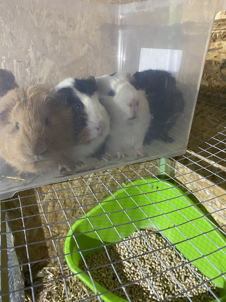 Bella , Spooky , Oreo, snuffie 