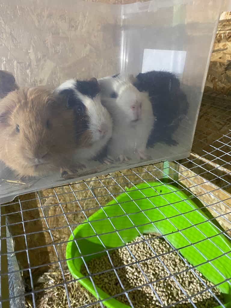 Bella , Spooky , Oreo, snuffie