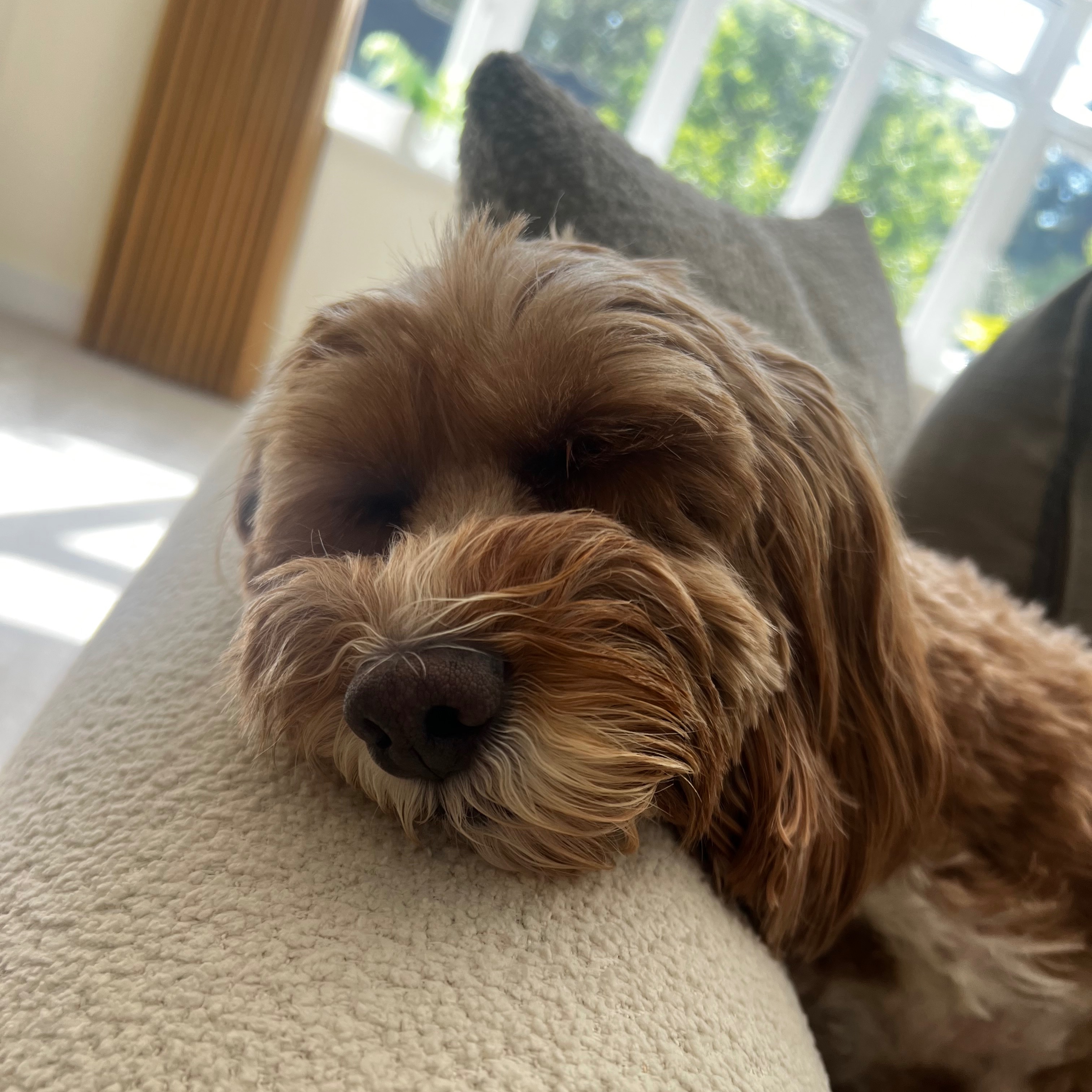 Bailey 