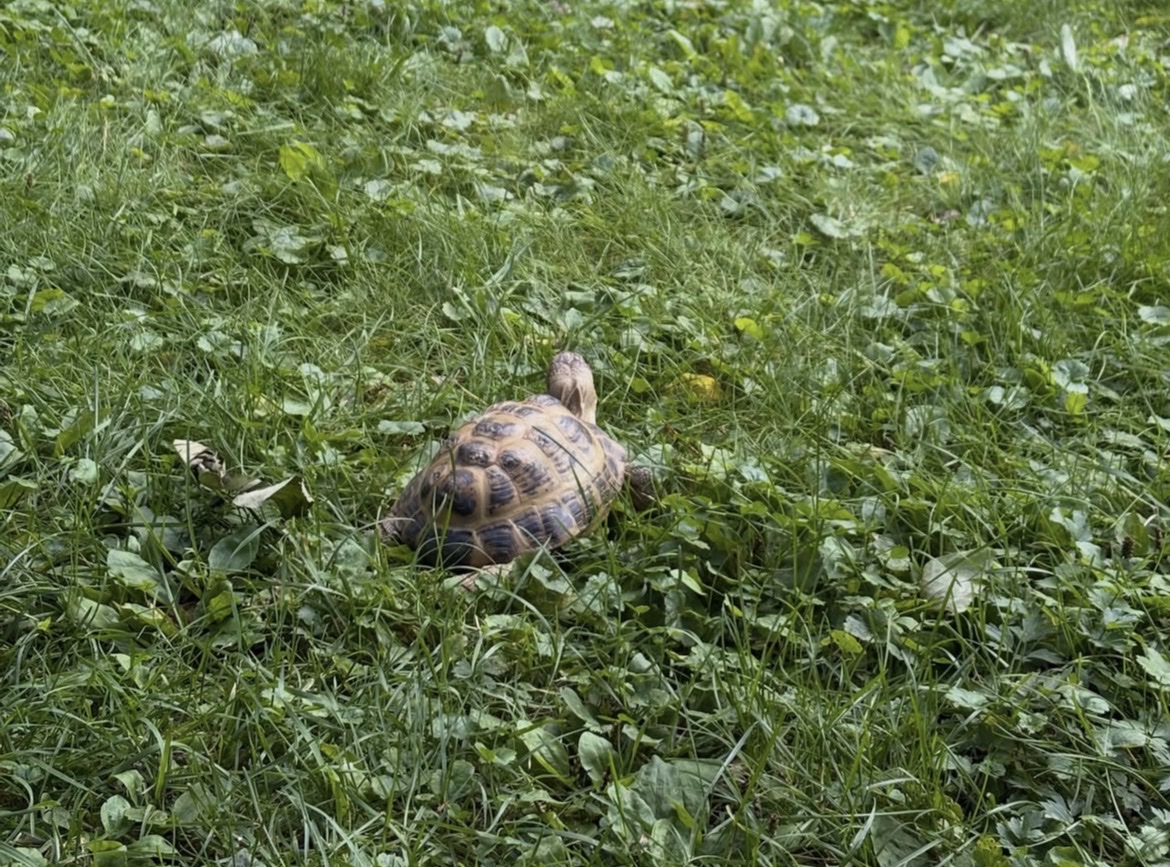 image-8