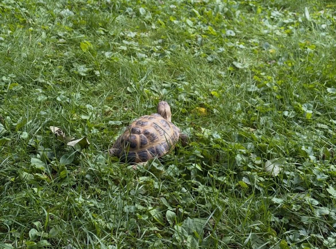 image-8