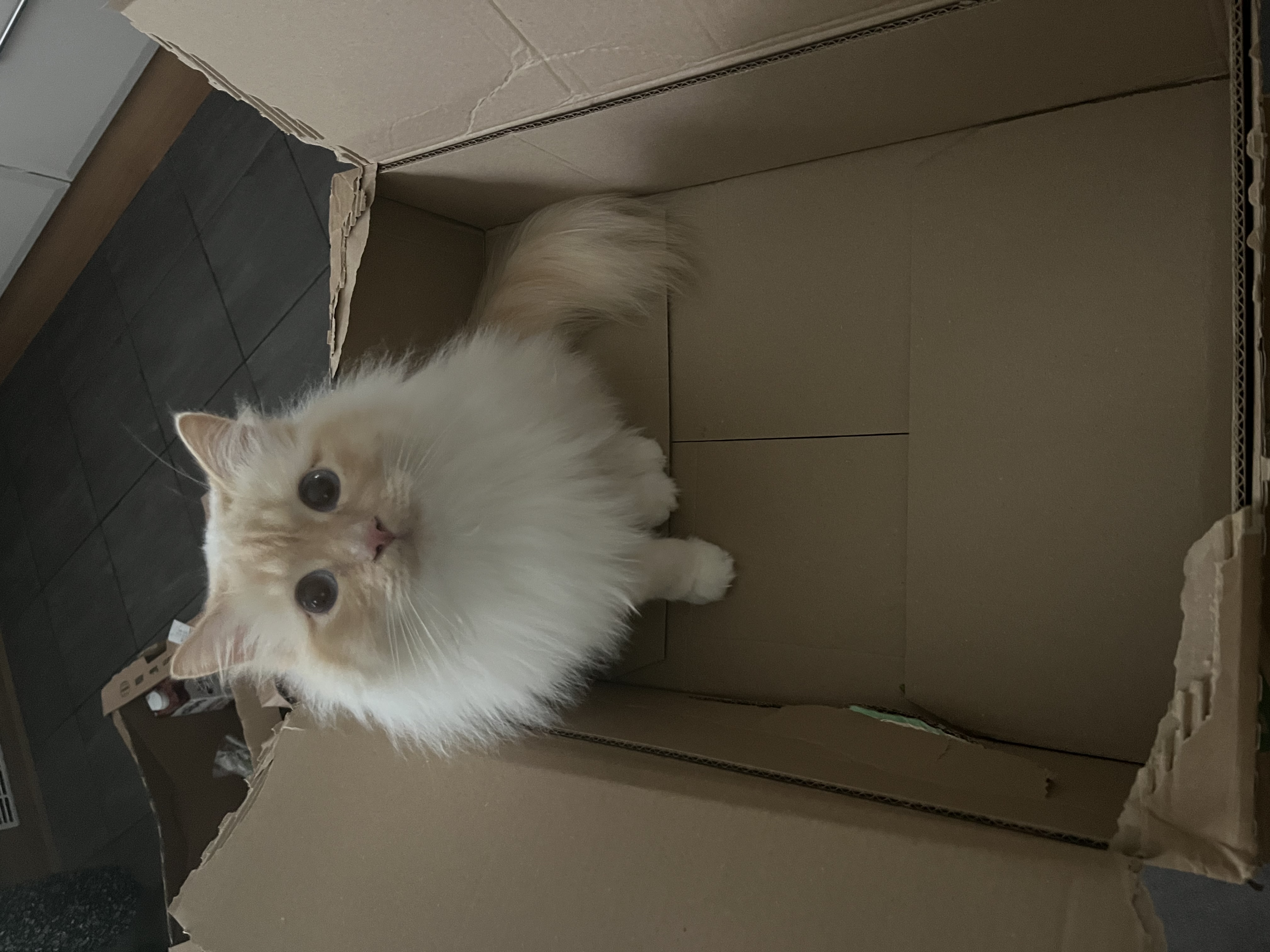 image-7