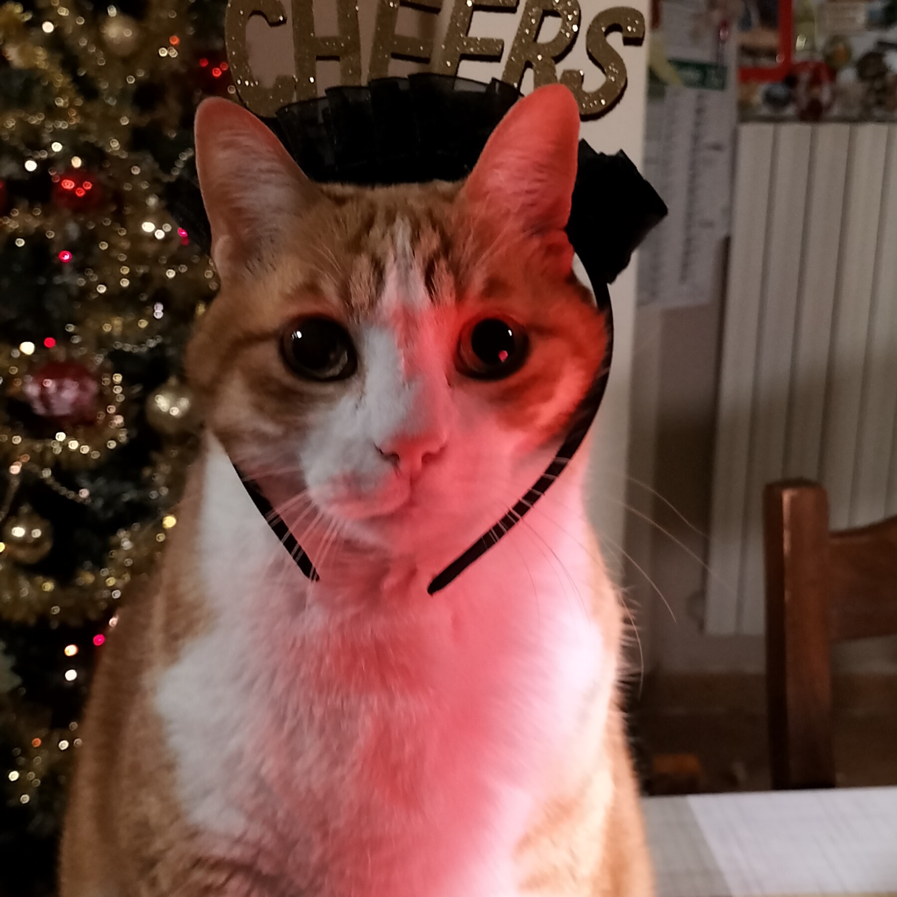 Tigre 