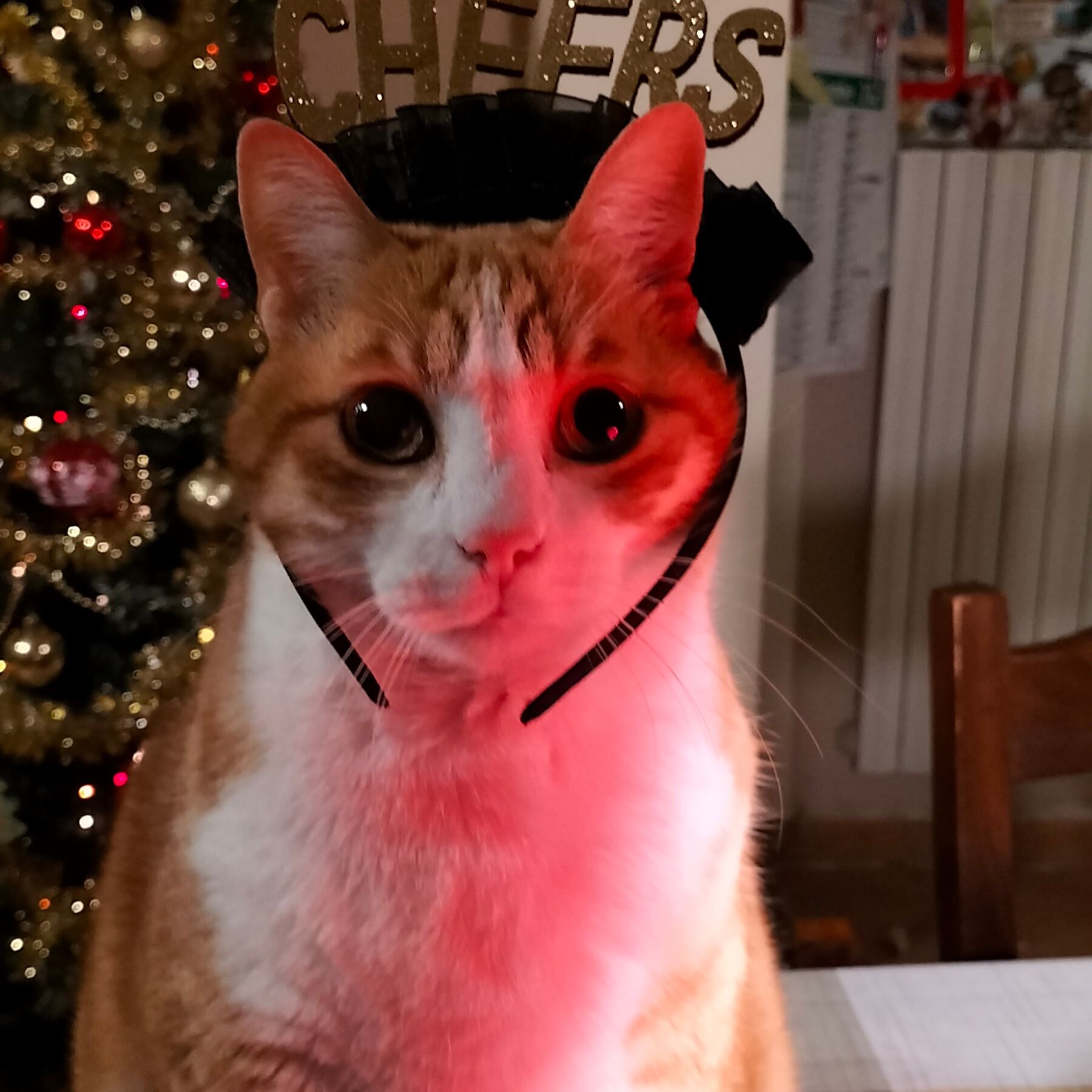 Tigre