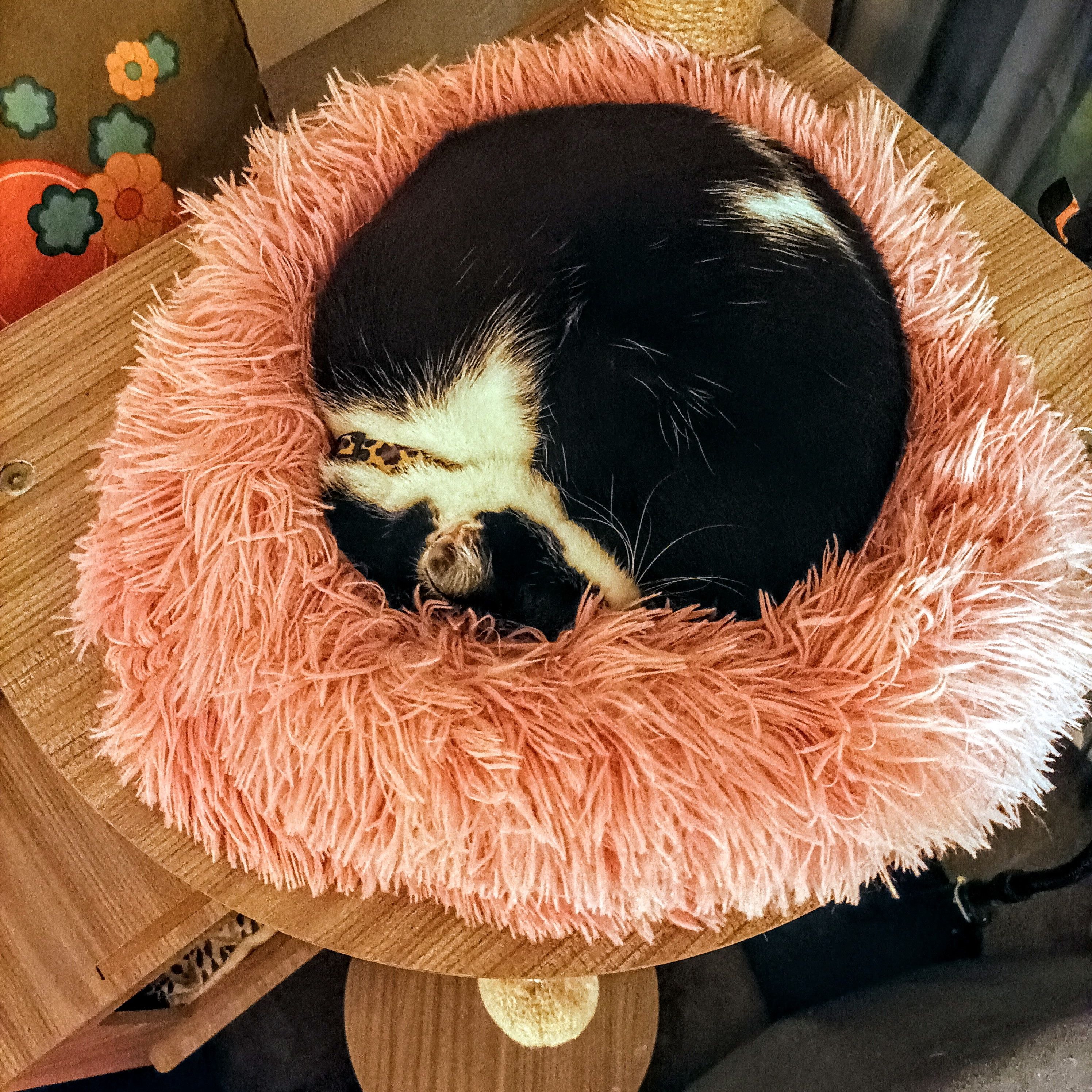 Chloé