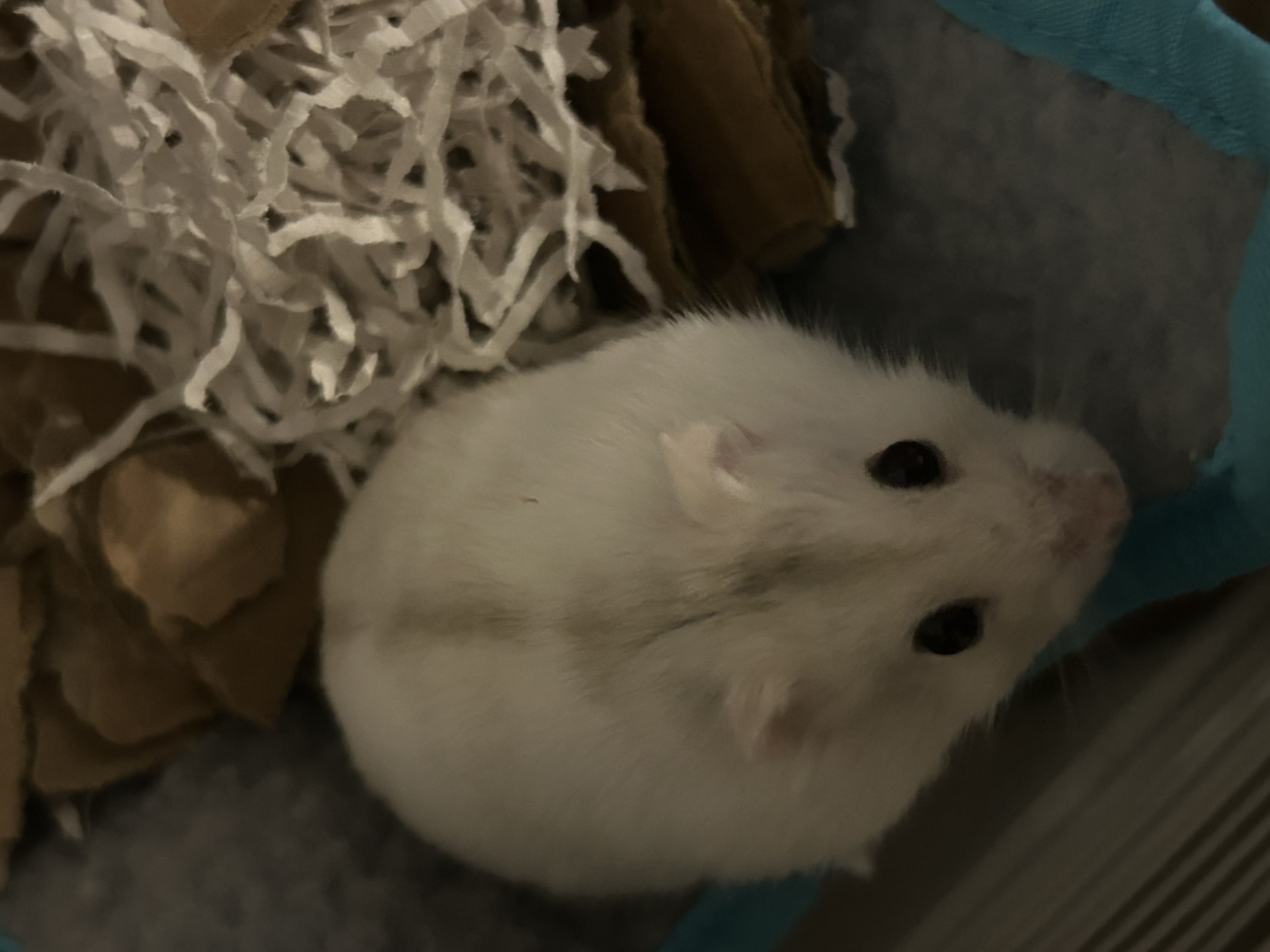 image-4