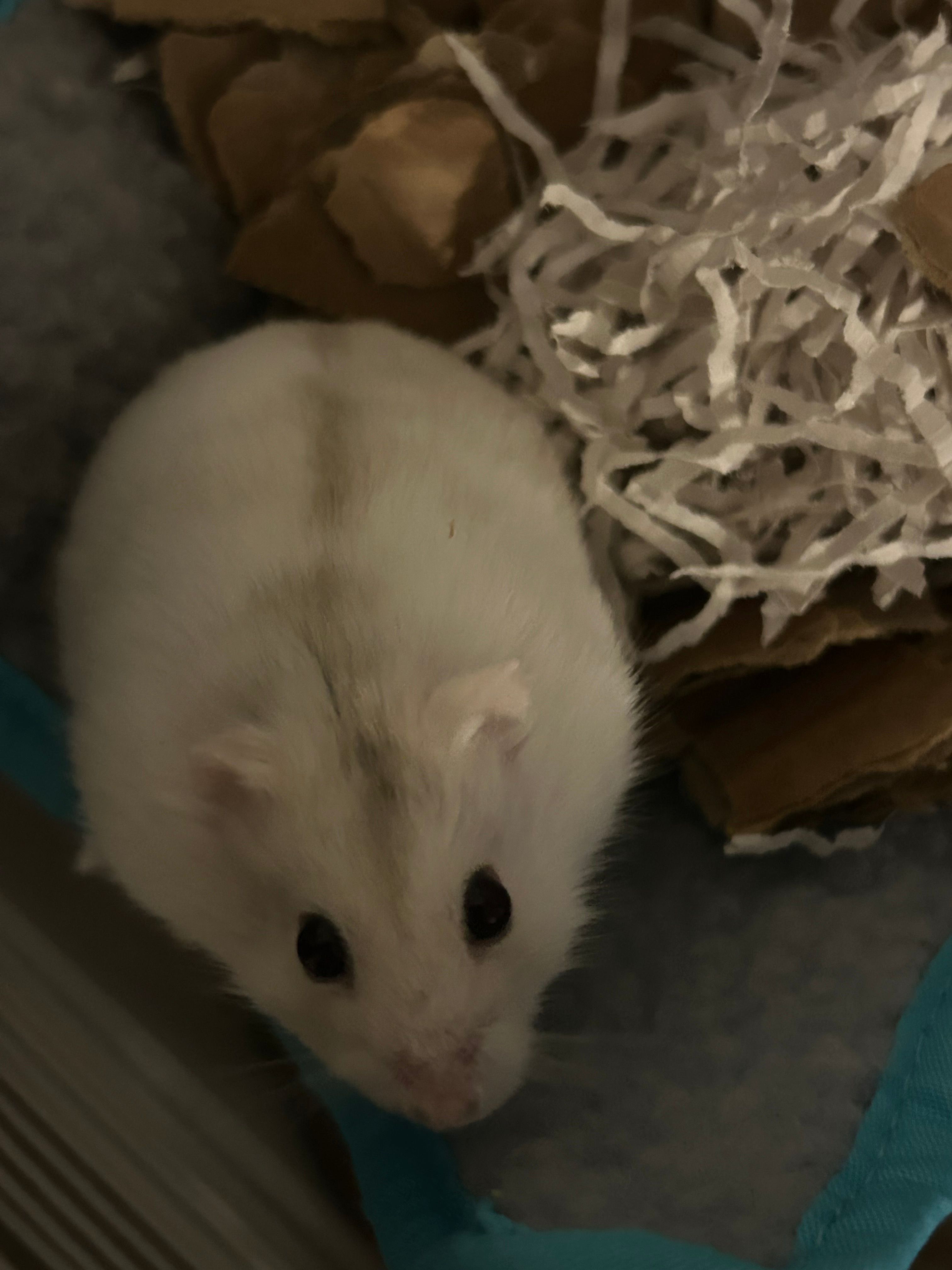 image-4