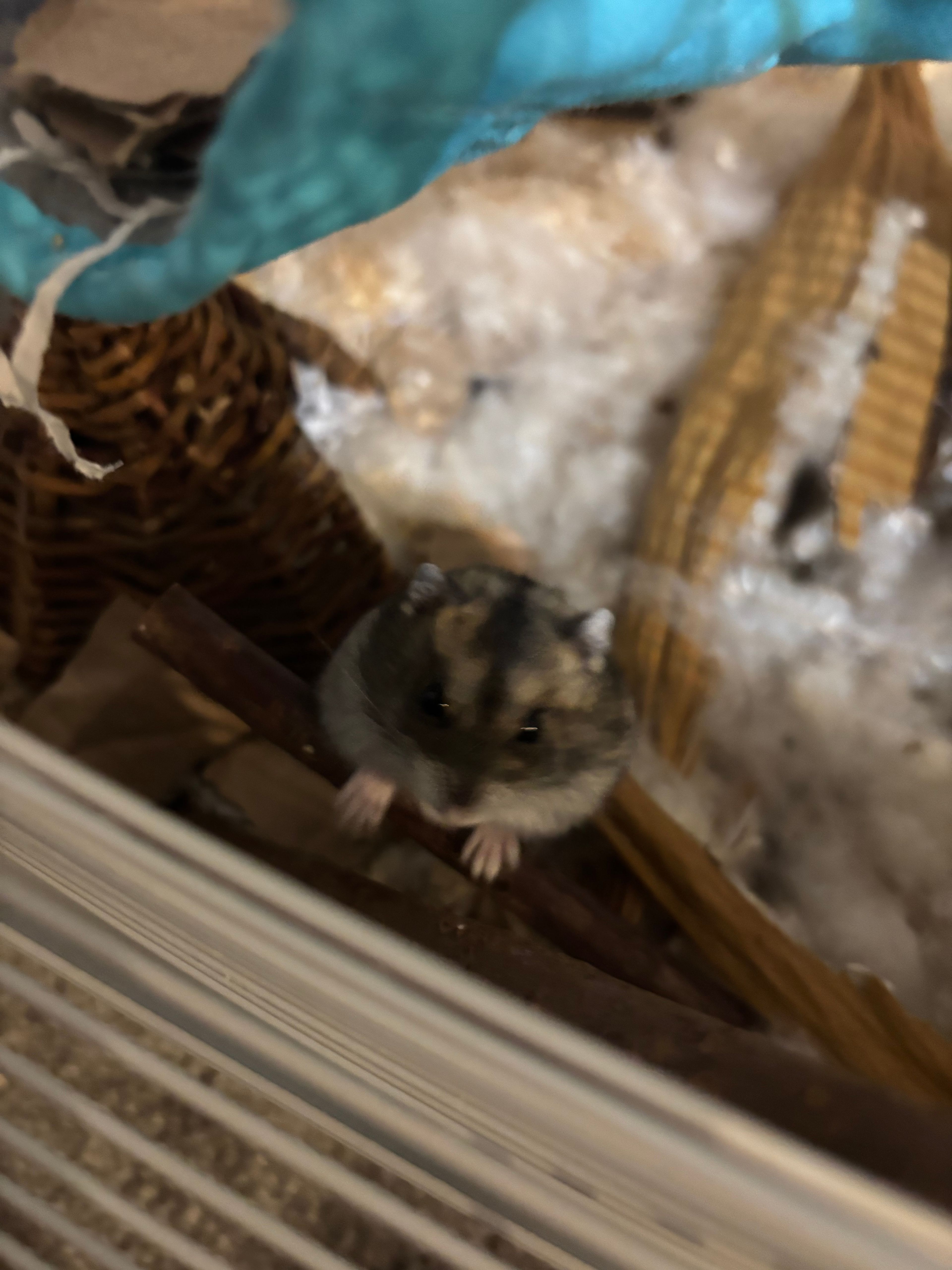 image-6