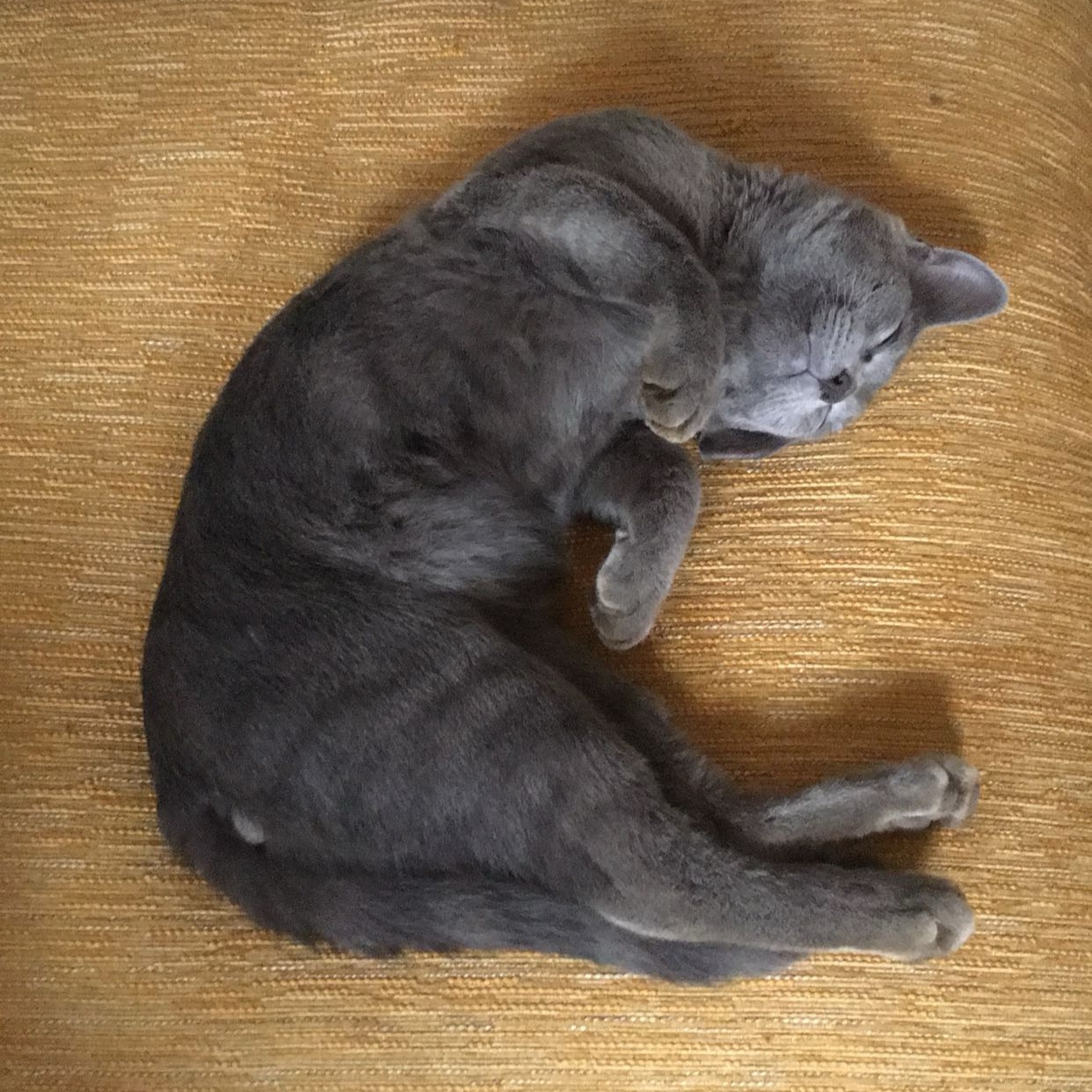 Lulu 