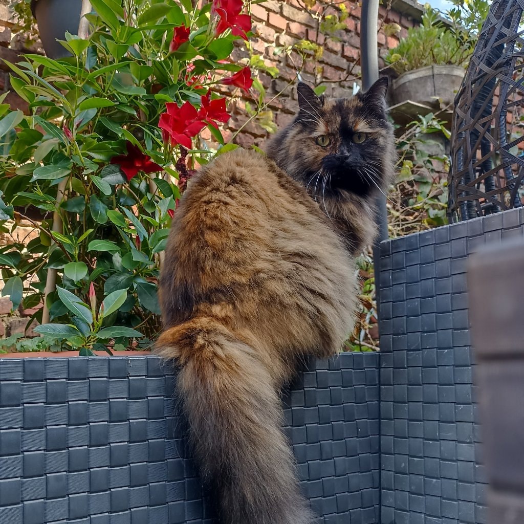 Lily