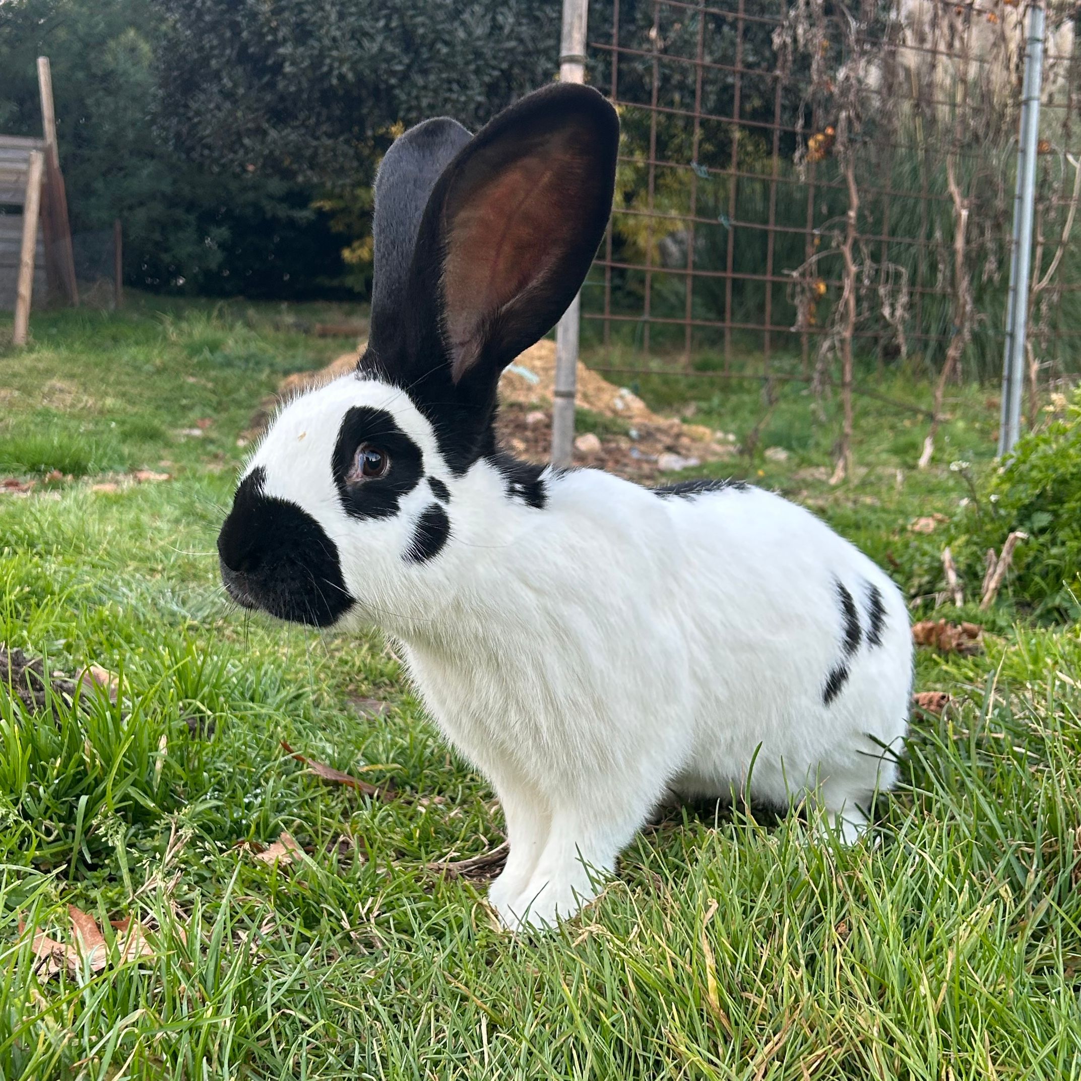 papillon
