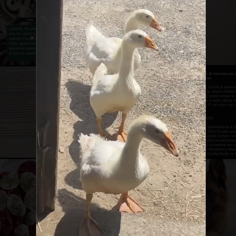 guendalina, adelina e otto