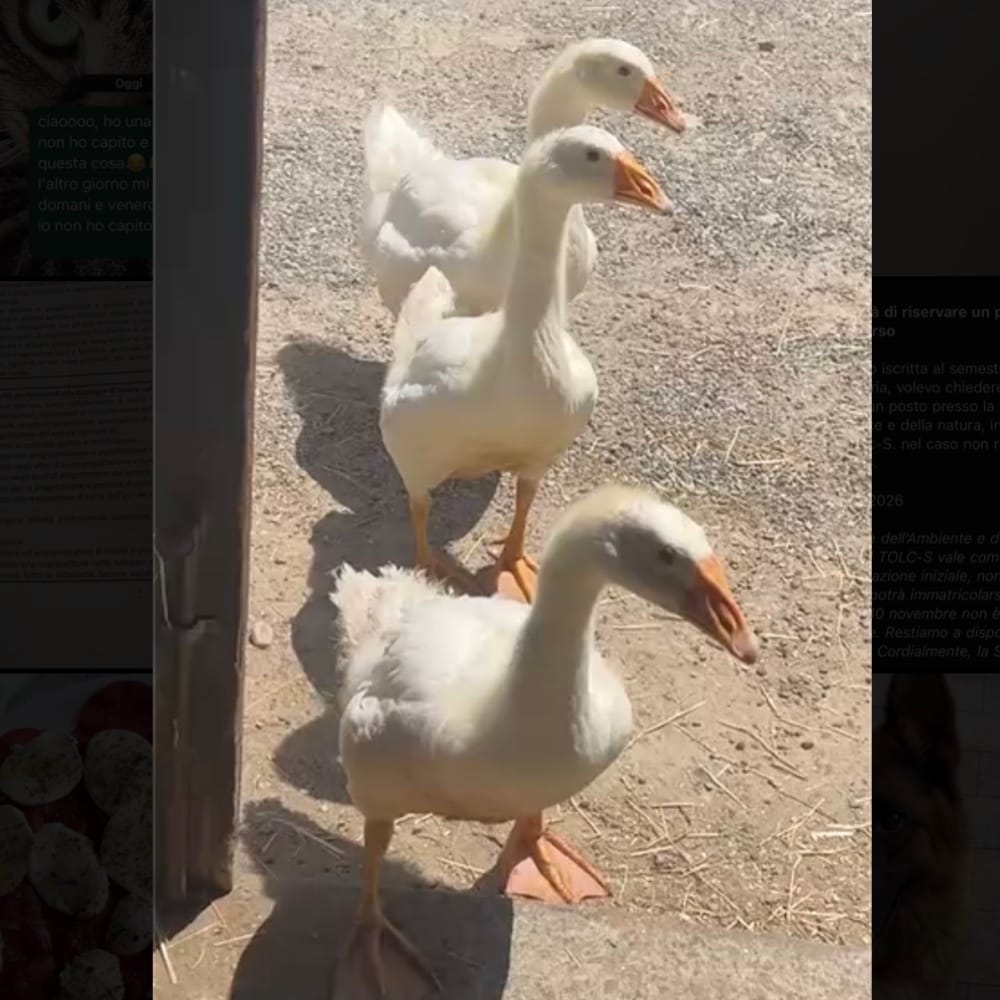 guendalina, adelina e otto