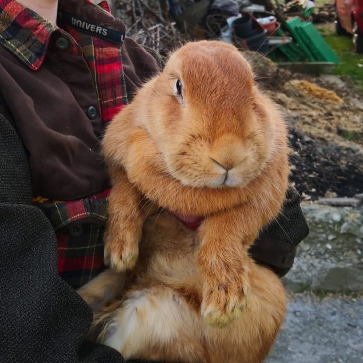 Bunny
