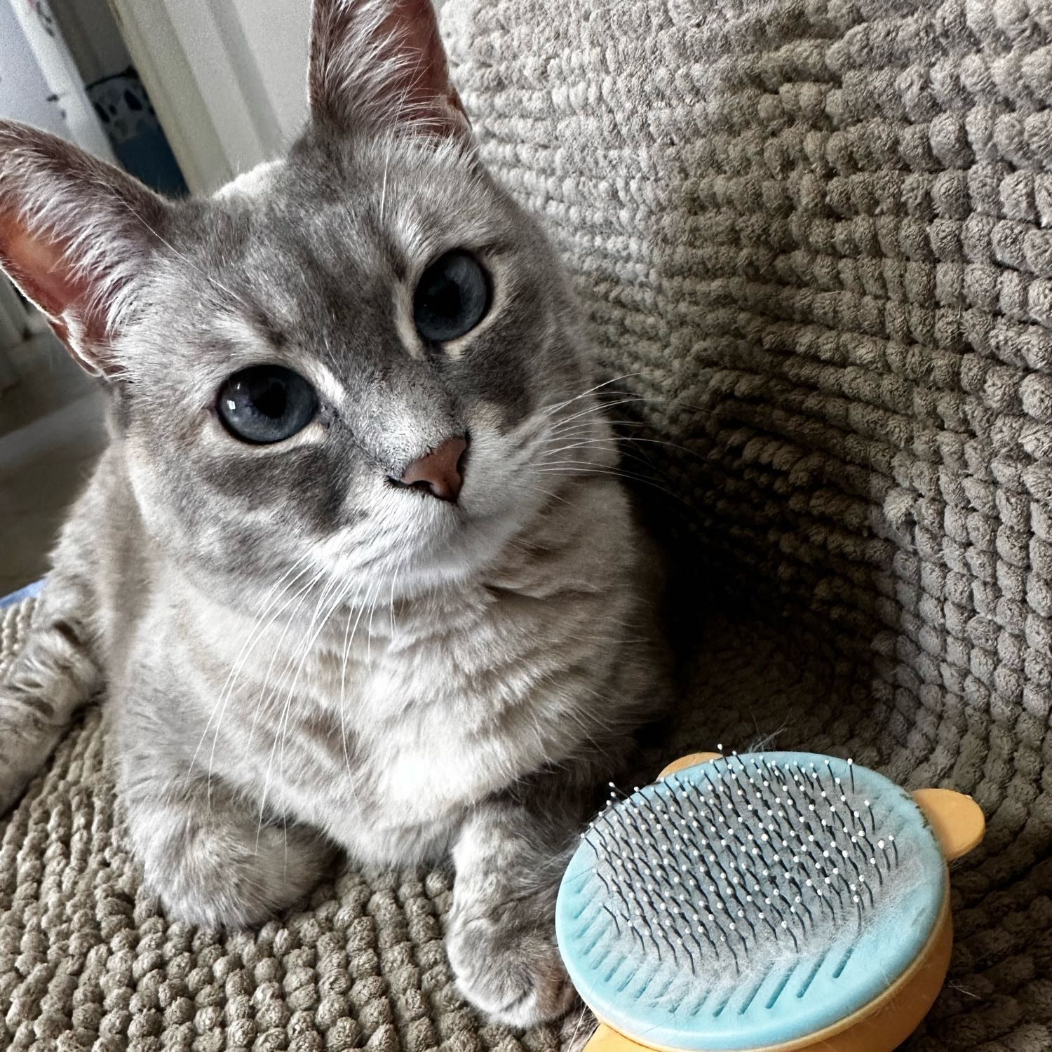 Jiki