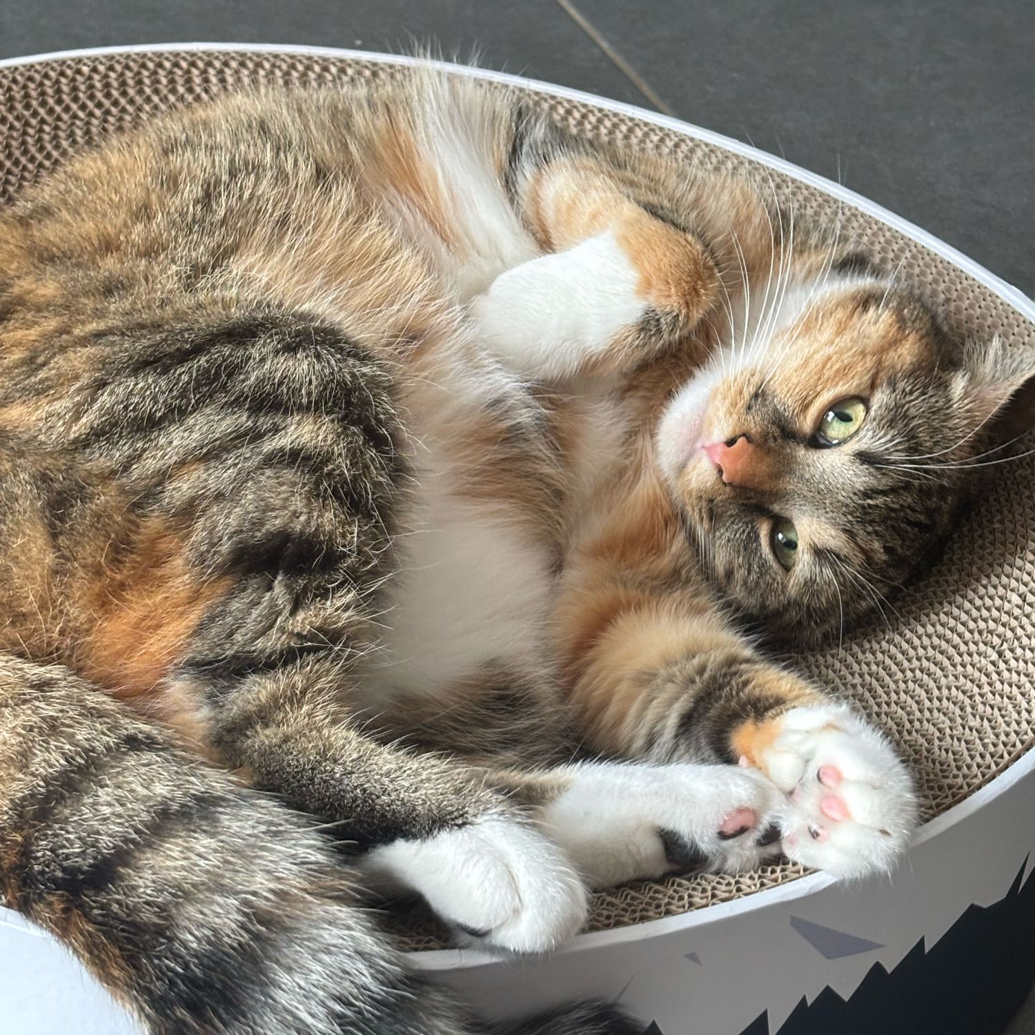 Bella 