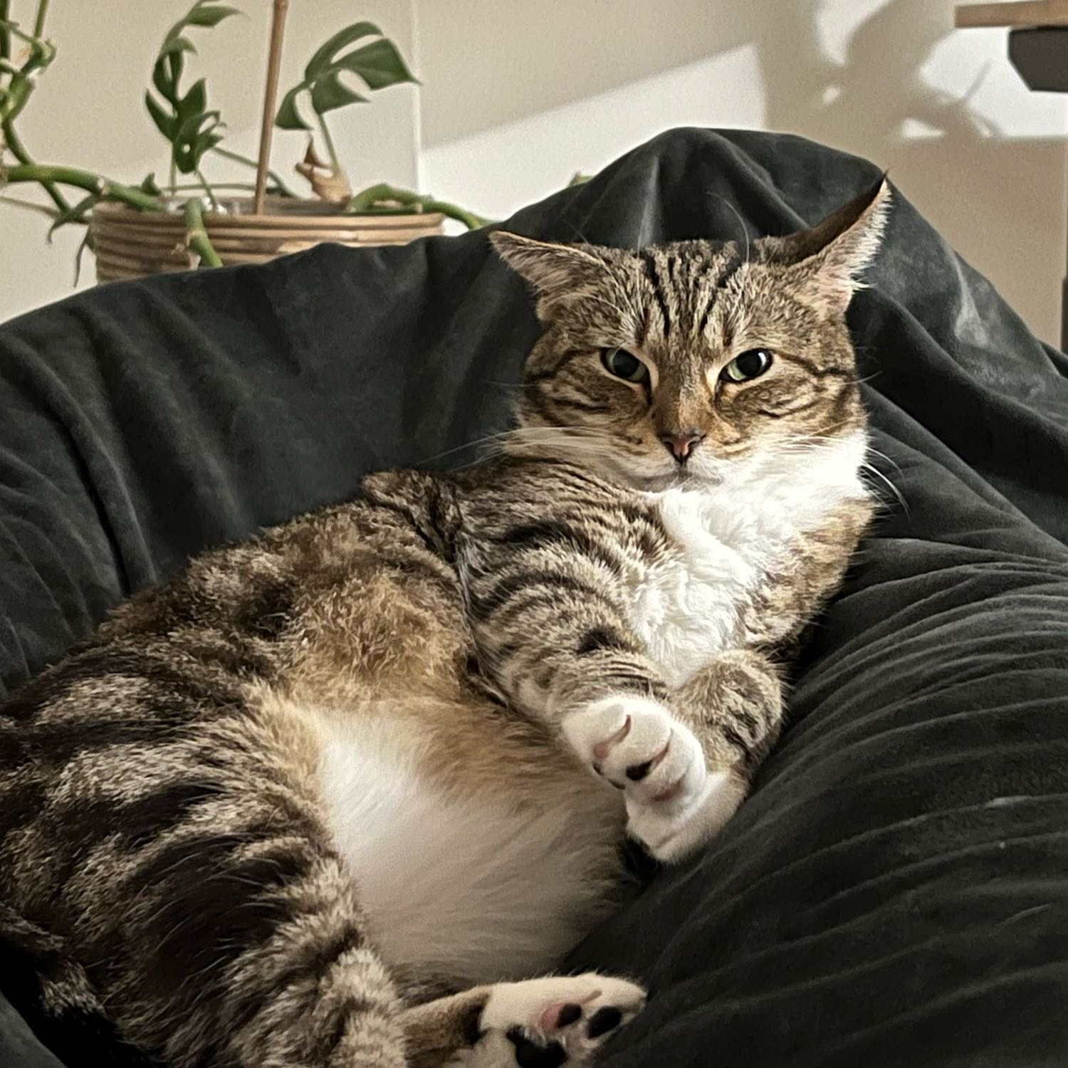 Jonas