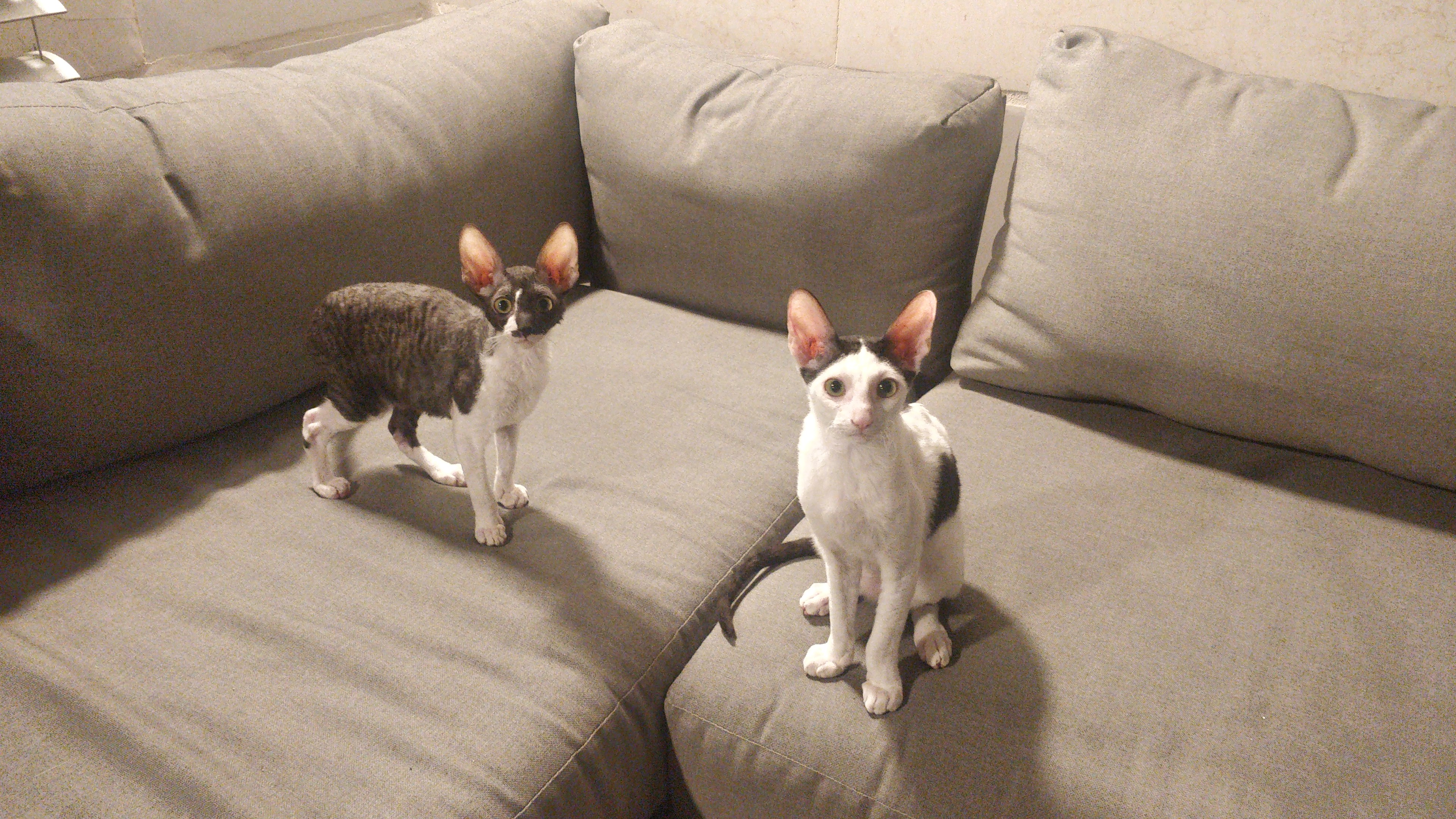 image-9
