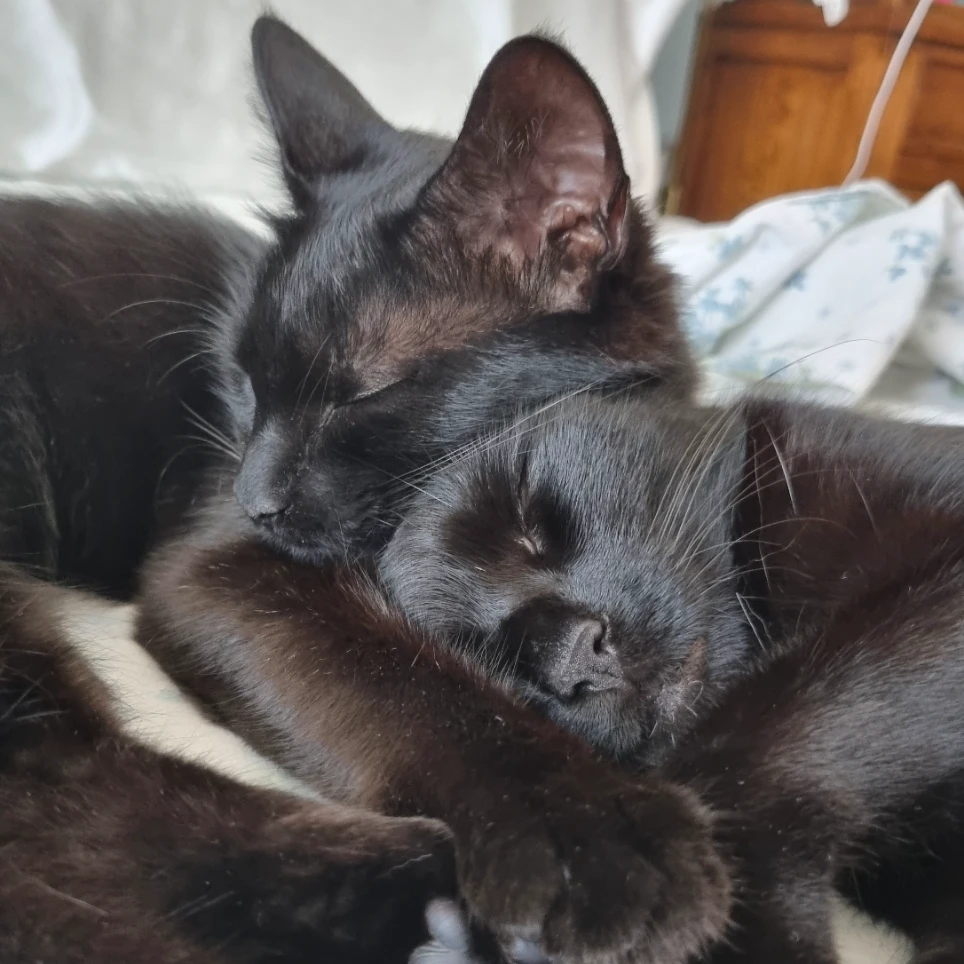 Kiki e Jiji