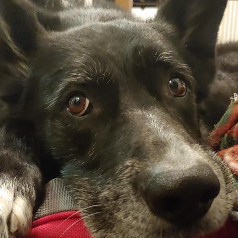 Max