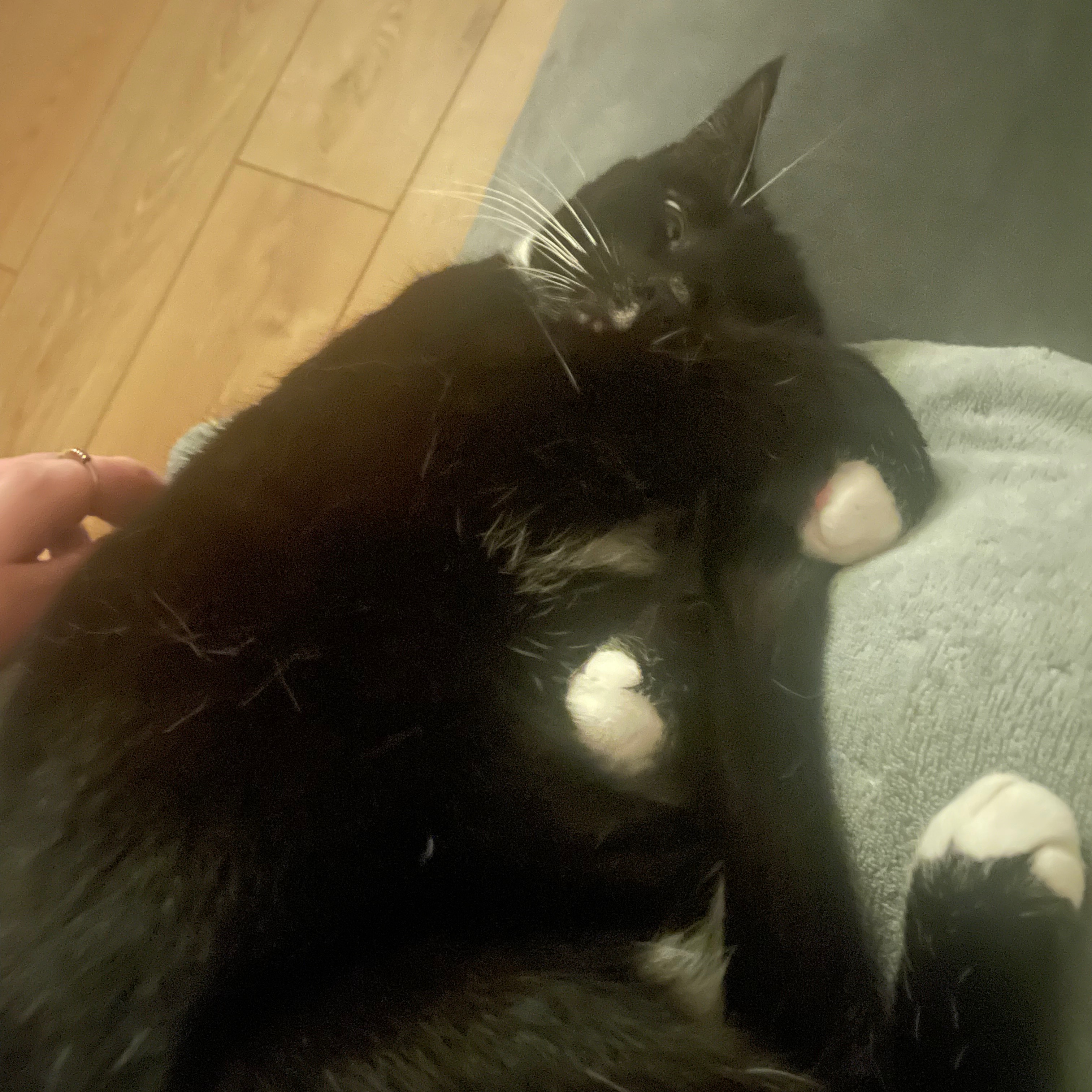 Maximus
