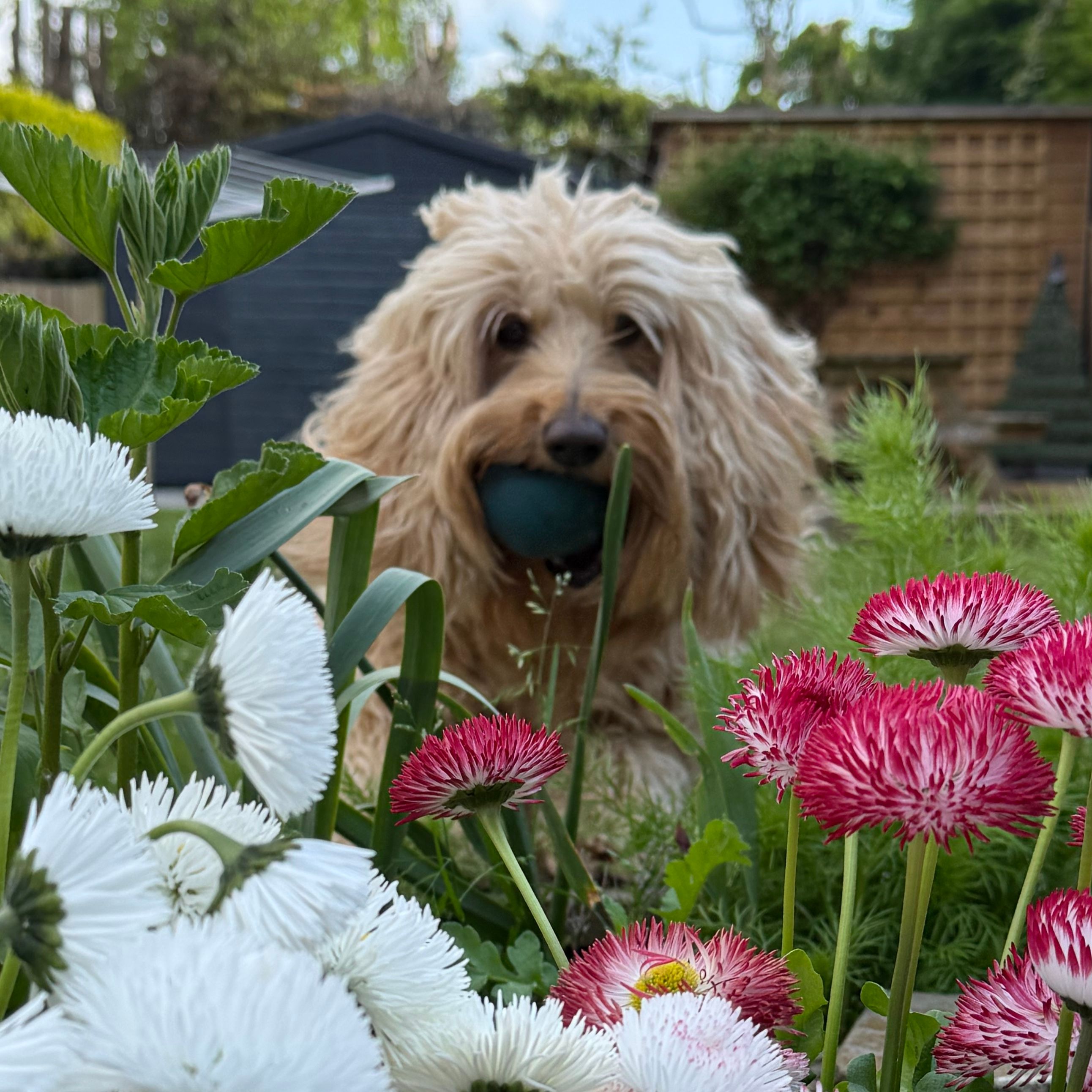Lola