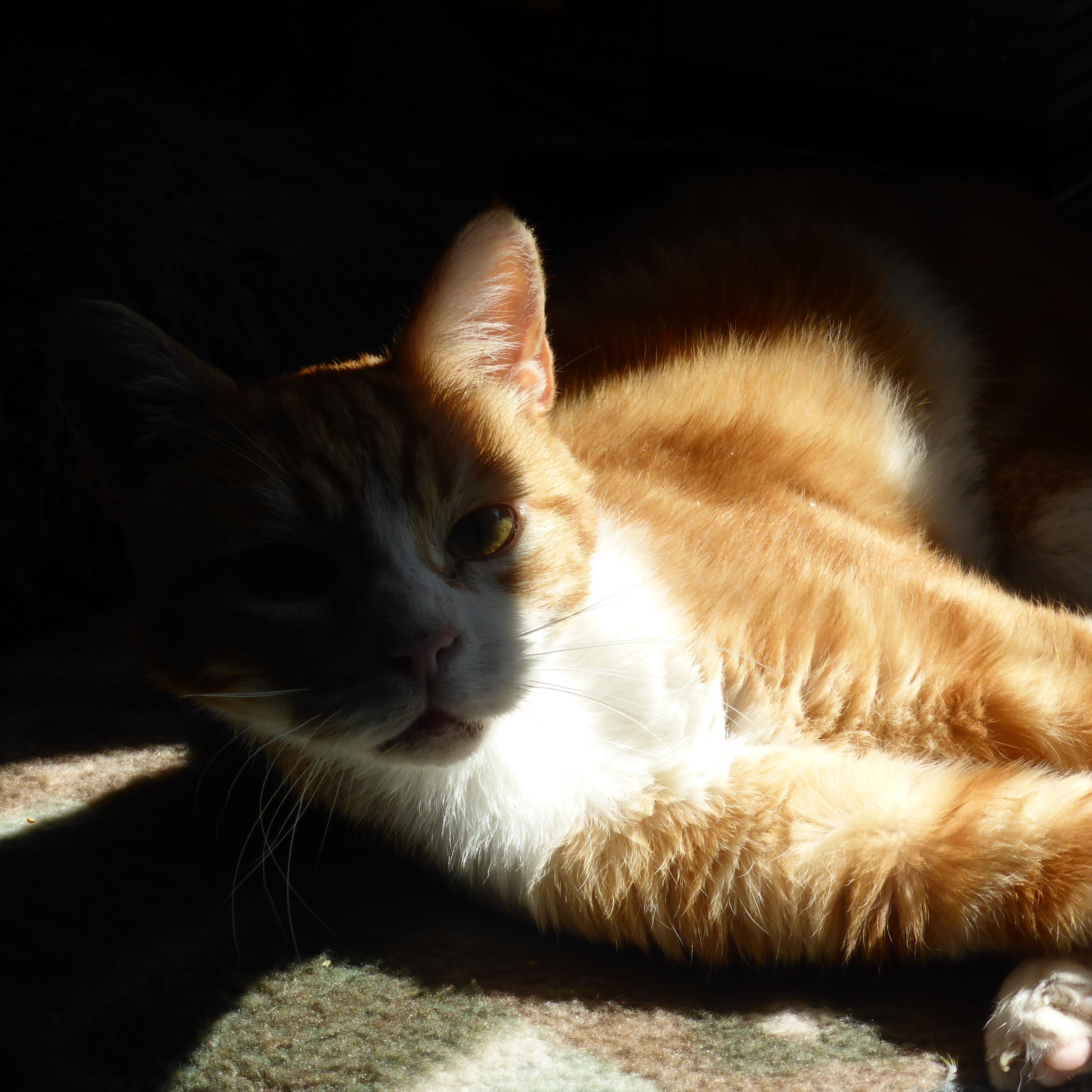 Ginger