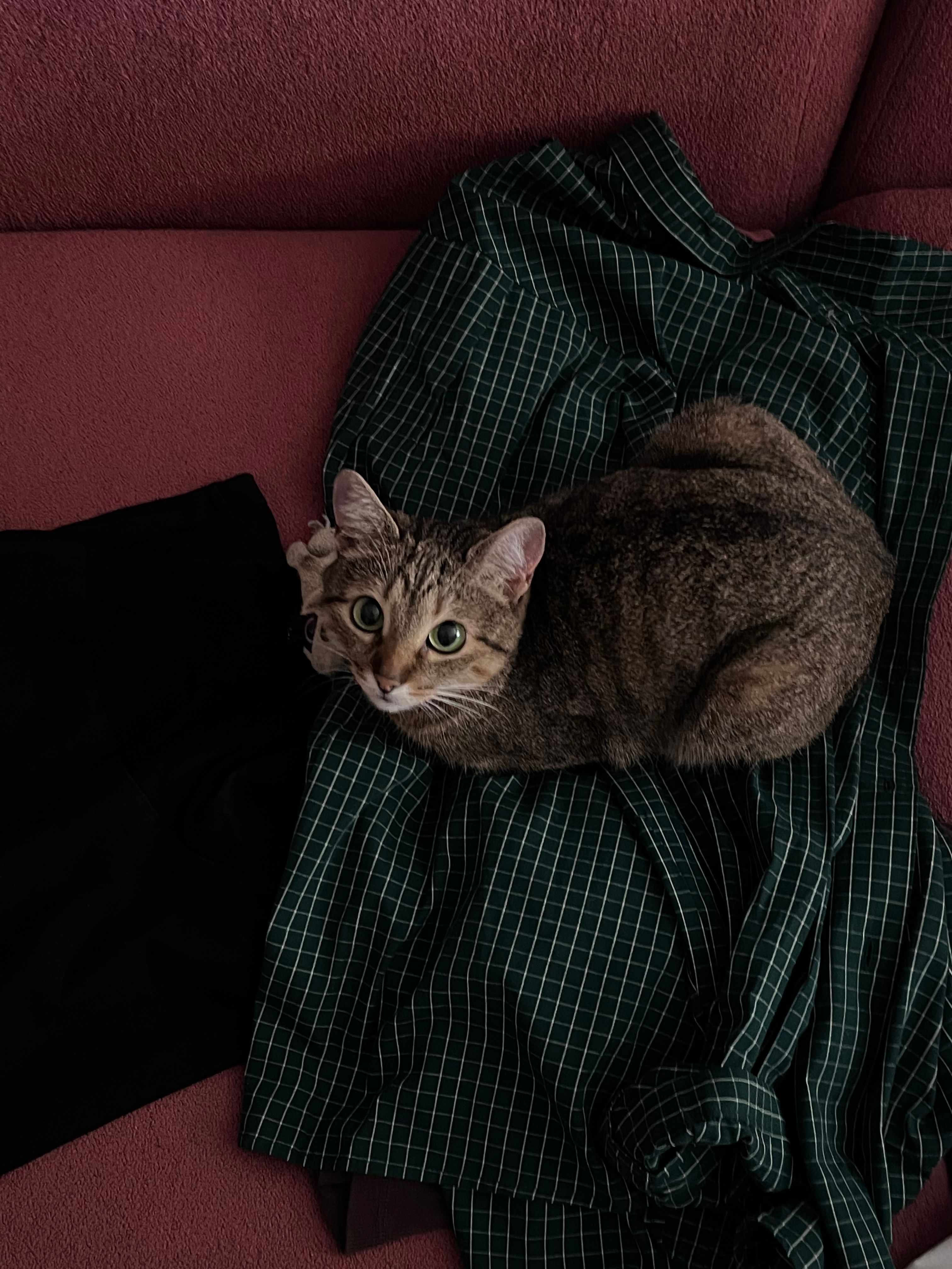 image-6