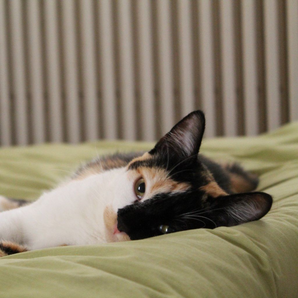 Minette (summum de l'originalité)