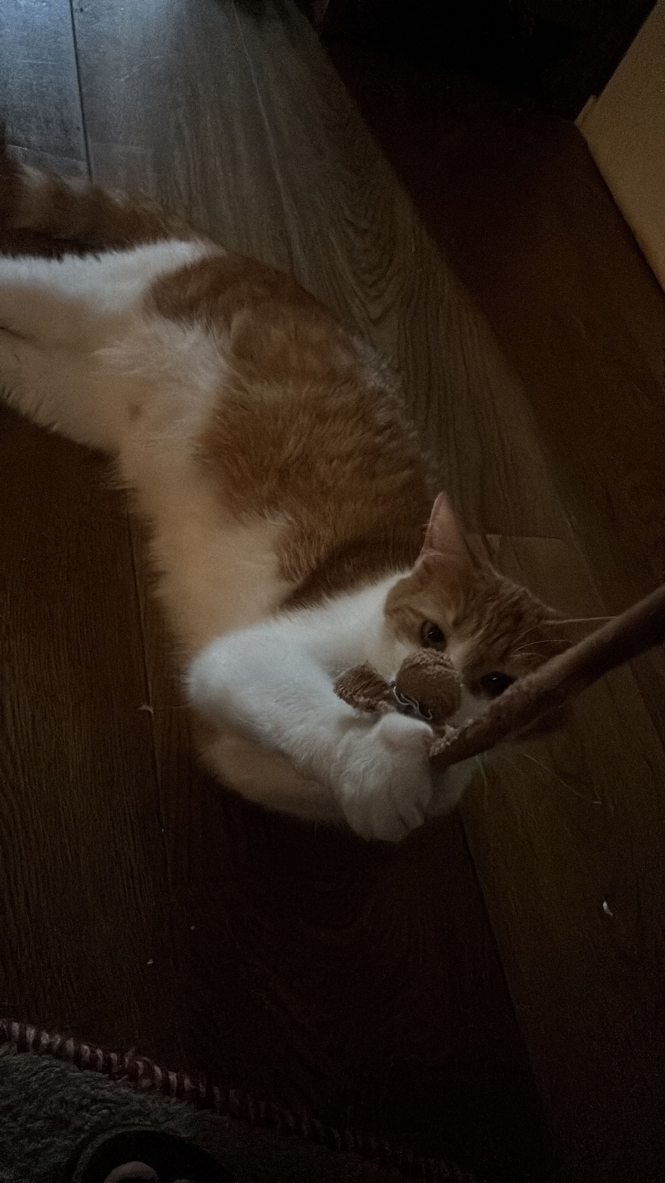 image-8