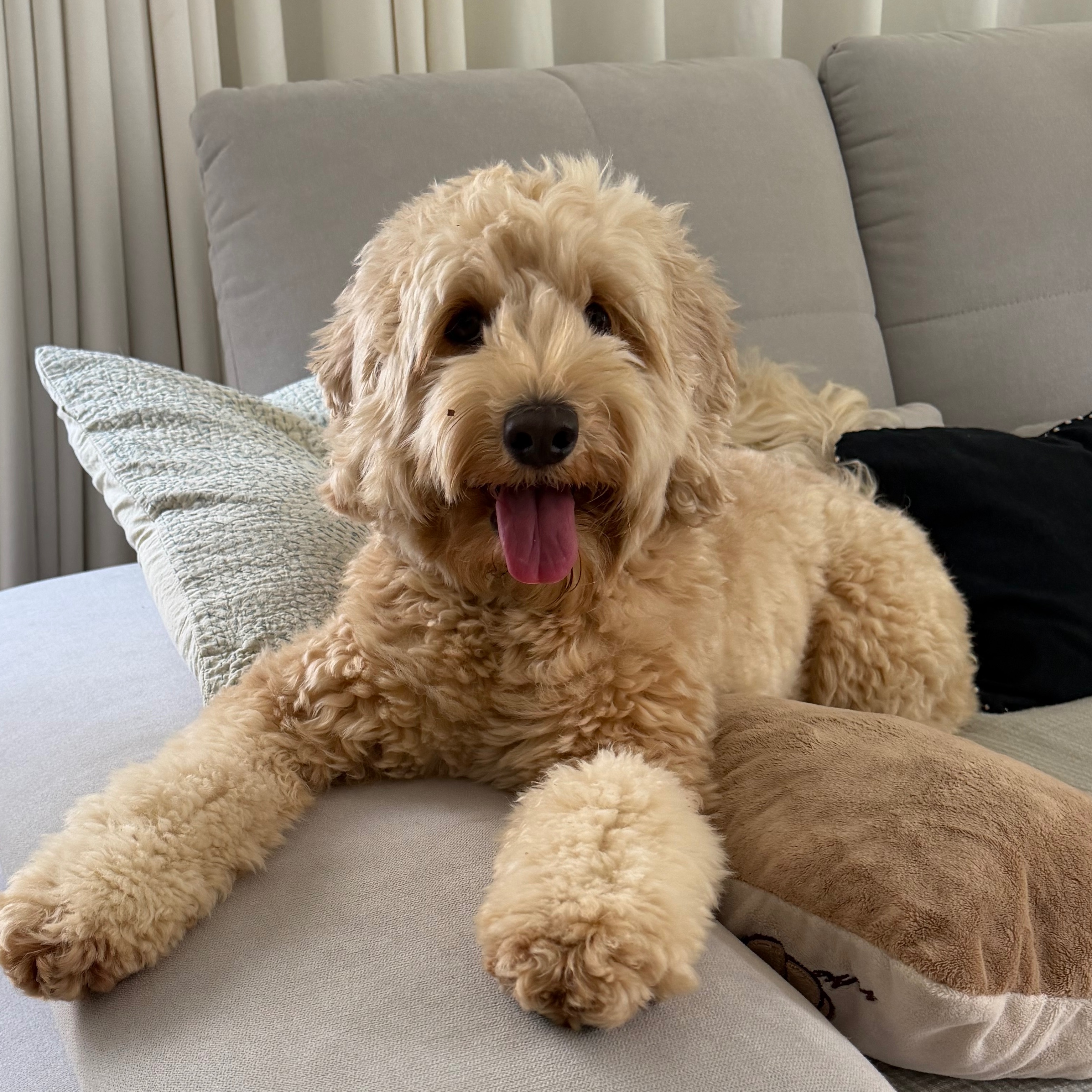 Maisy