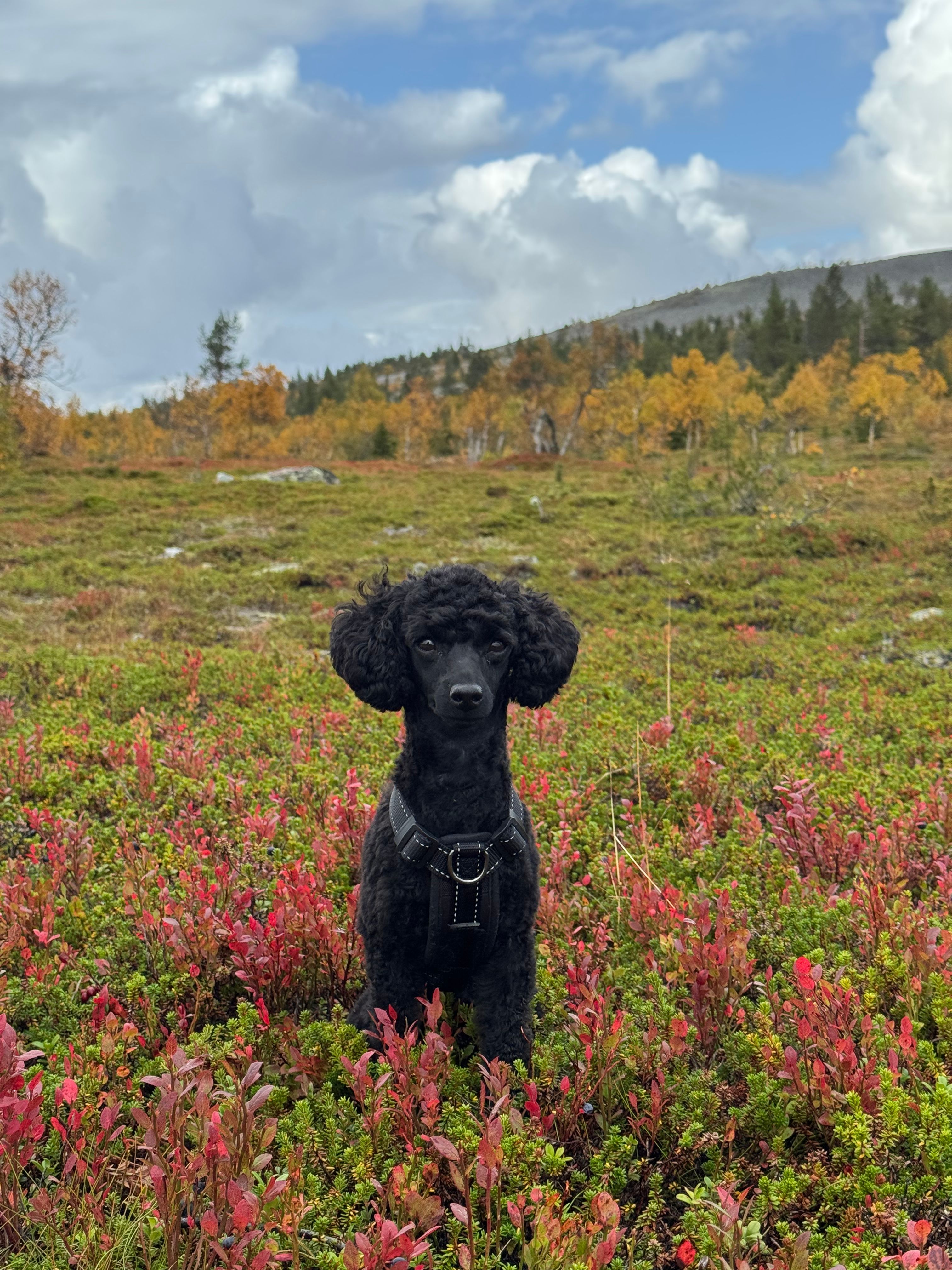 image-2