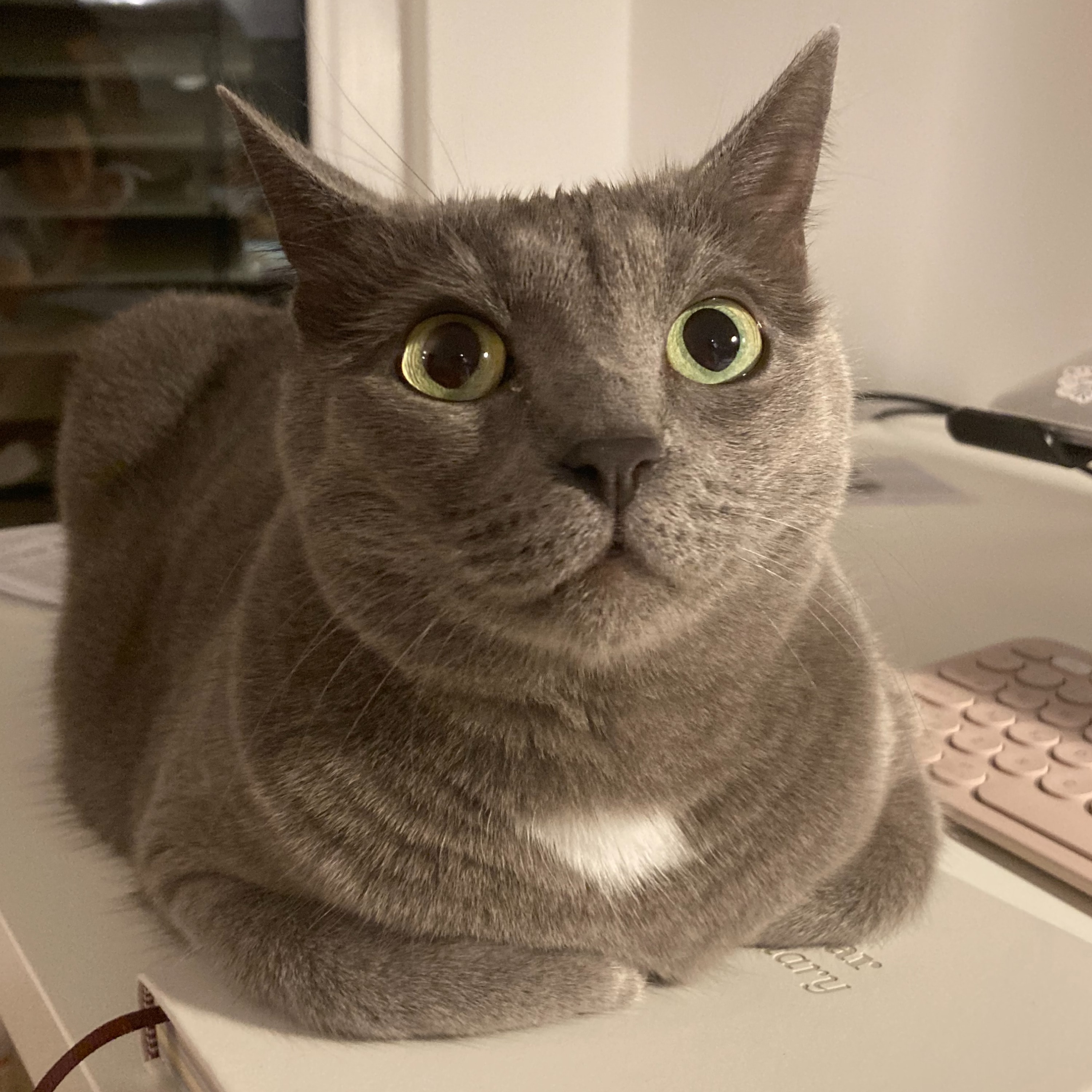 Feri