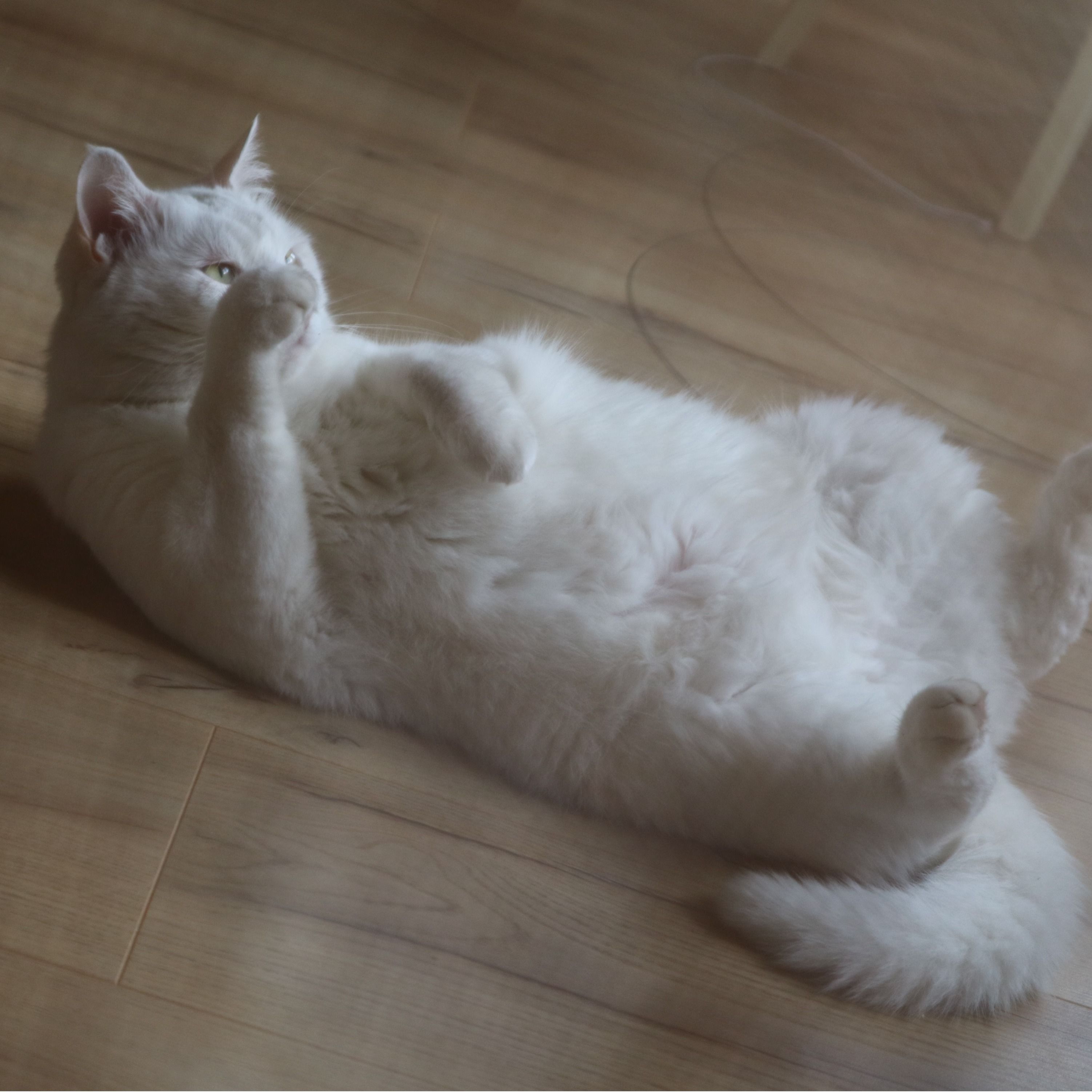 cola