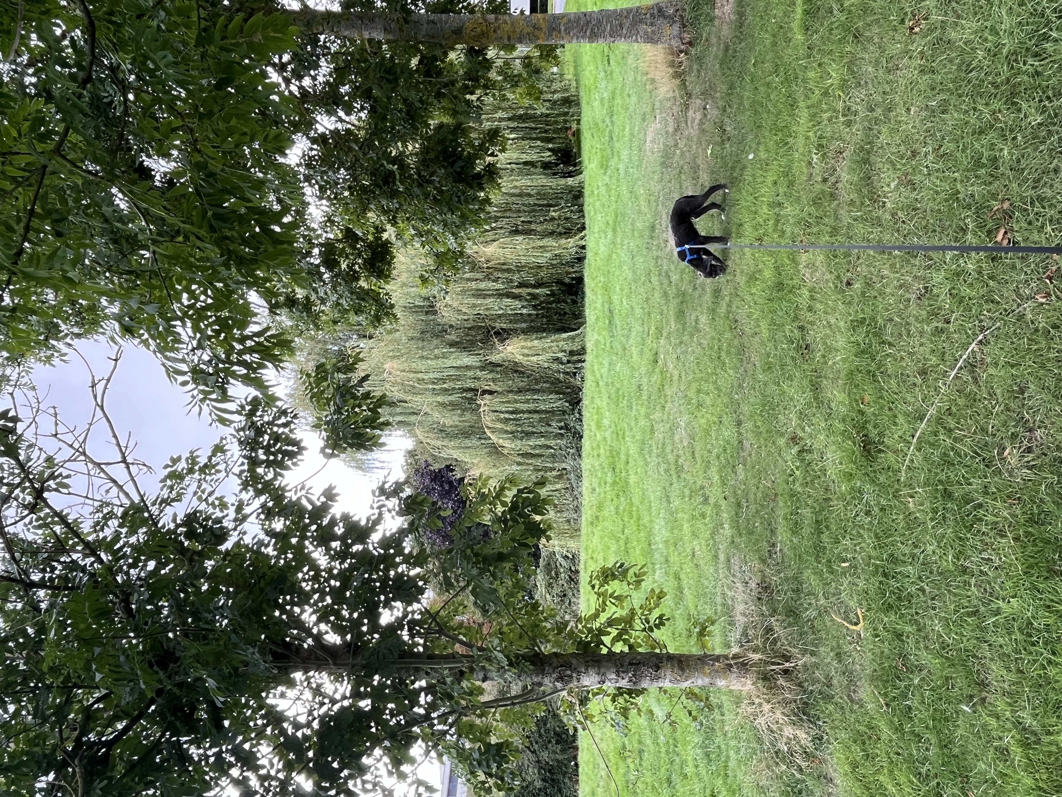 image-17