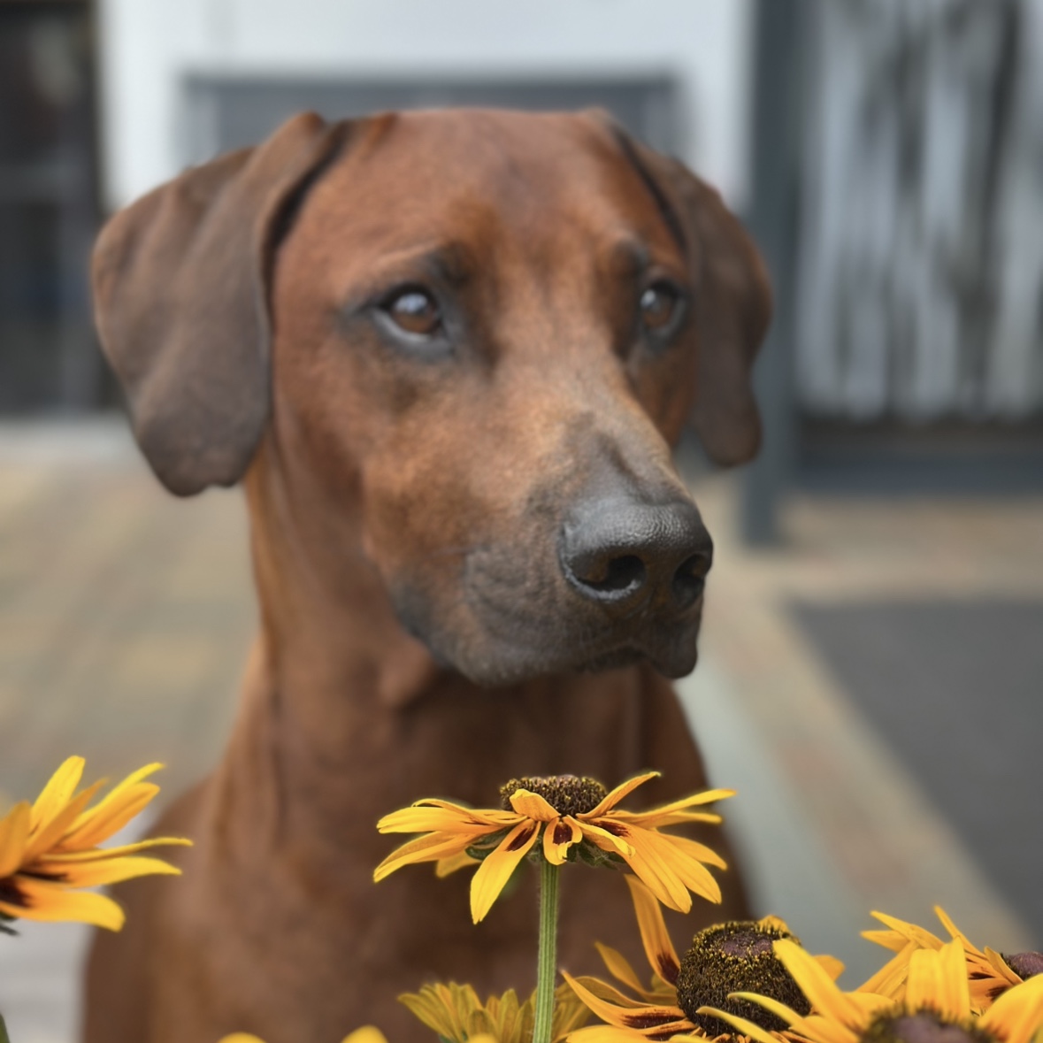 Niro
