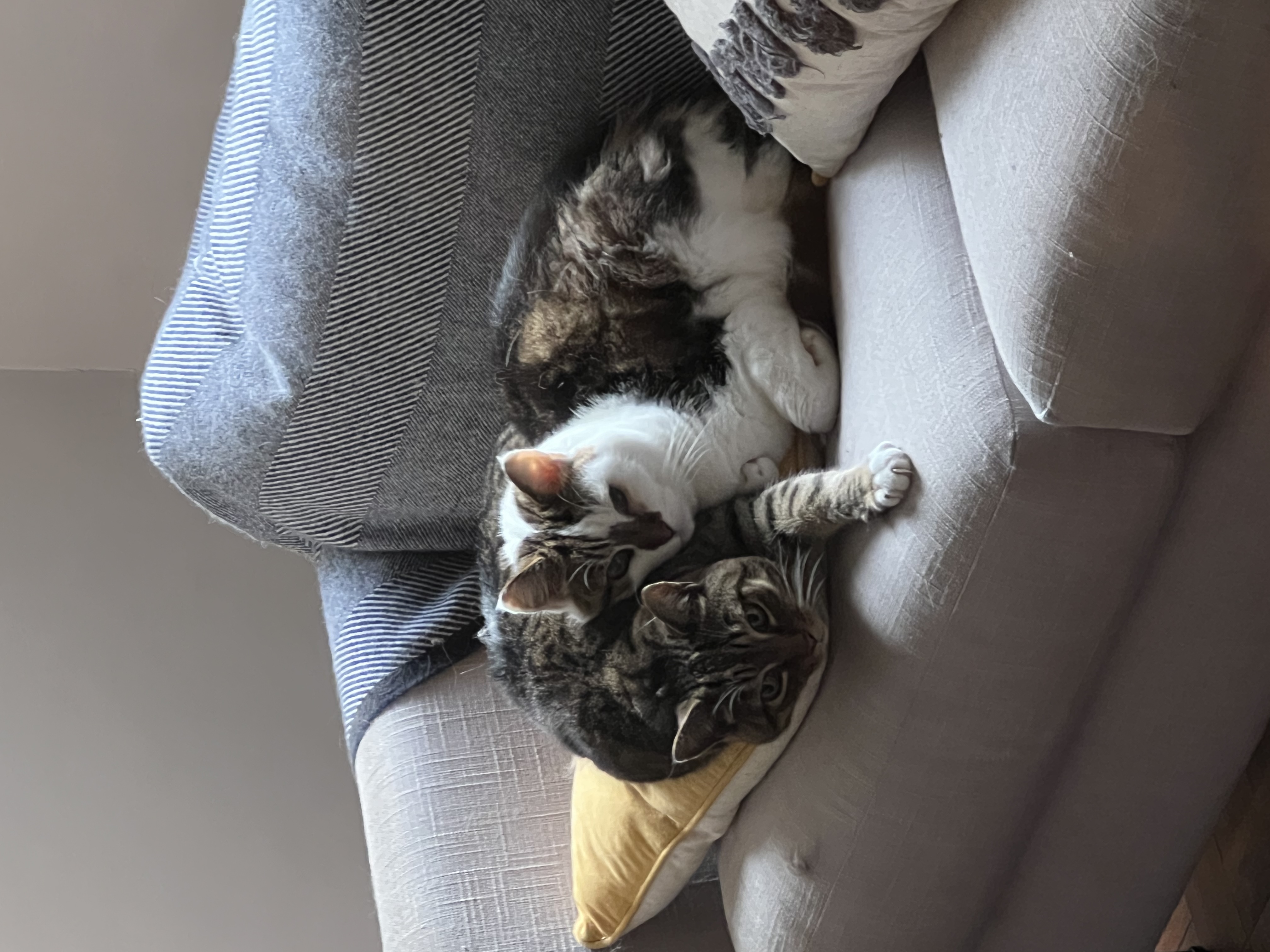 image-9