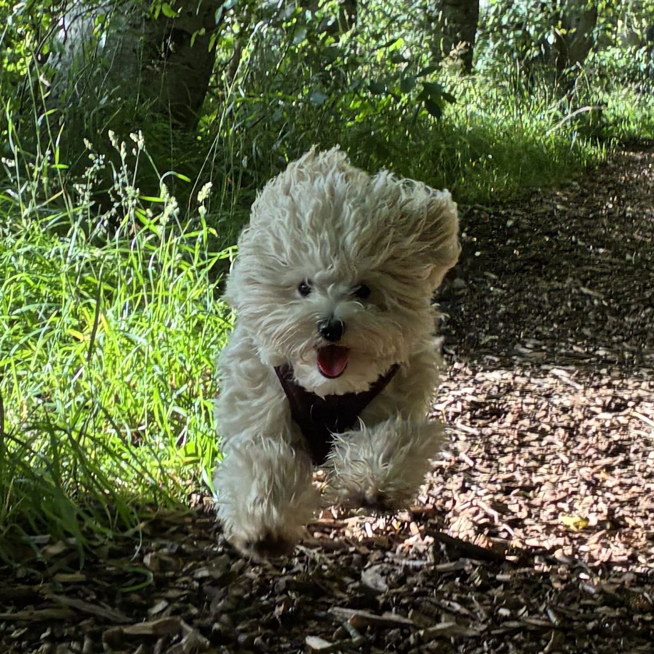 Nellie