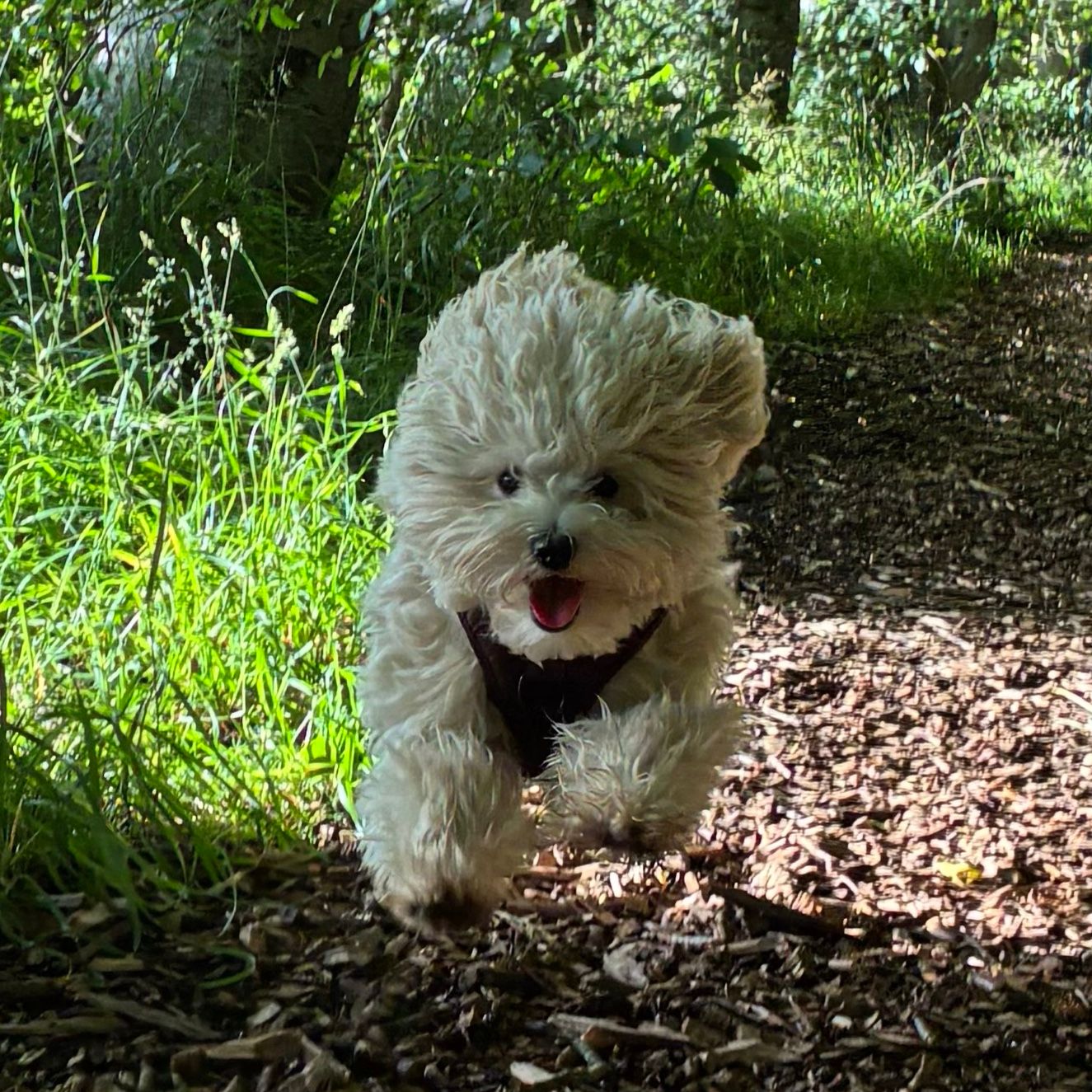 Nellie
