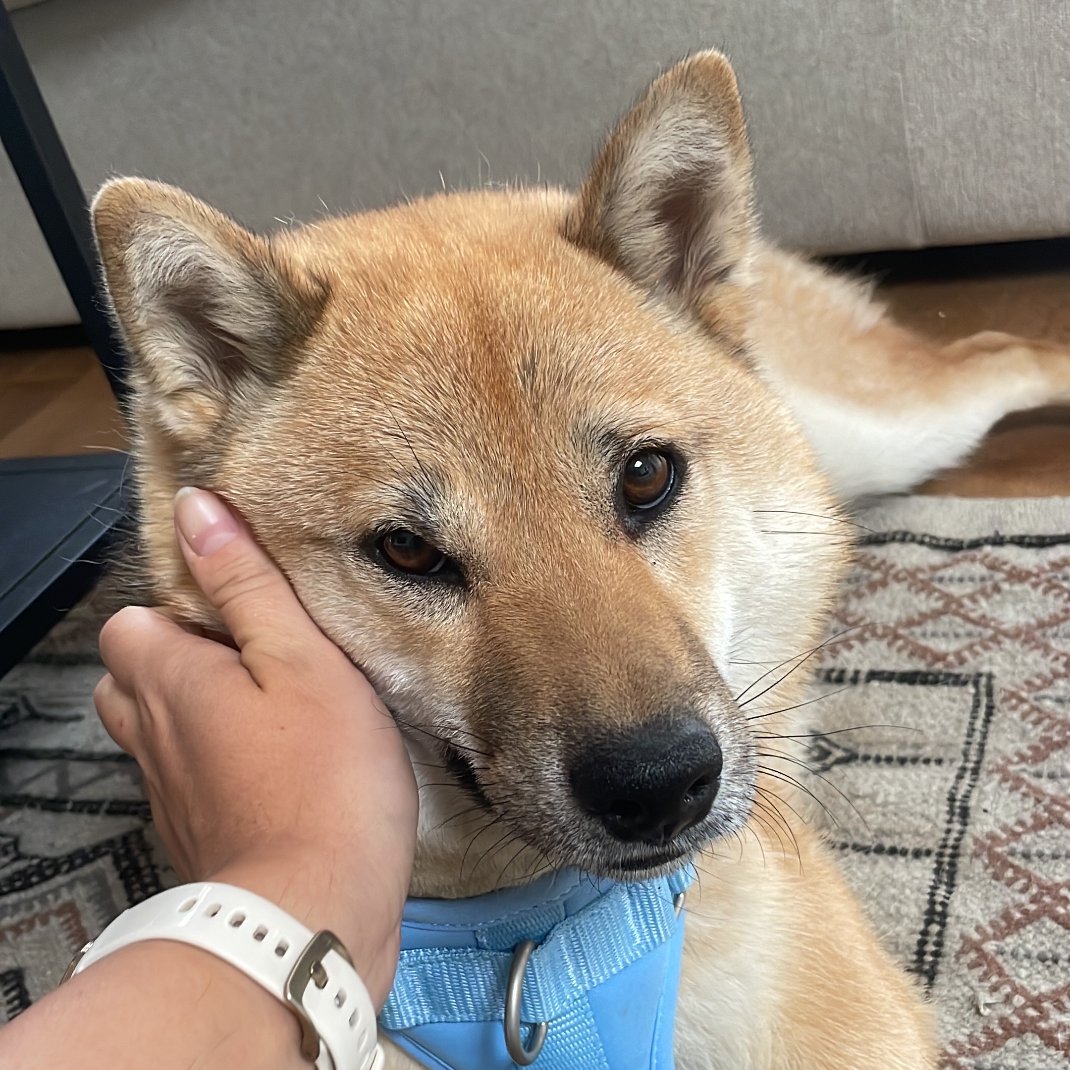Taro
