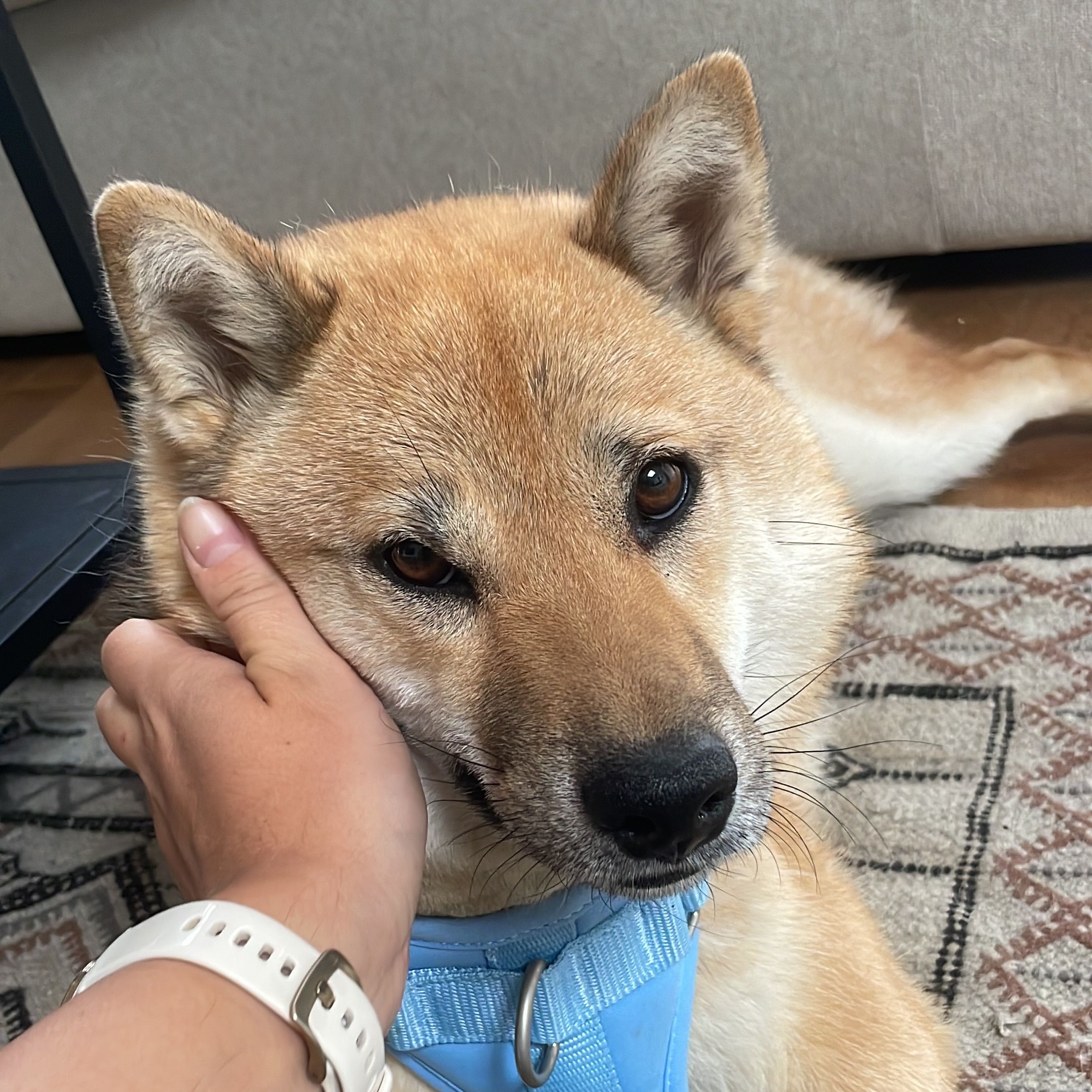 Taro