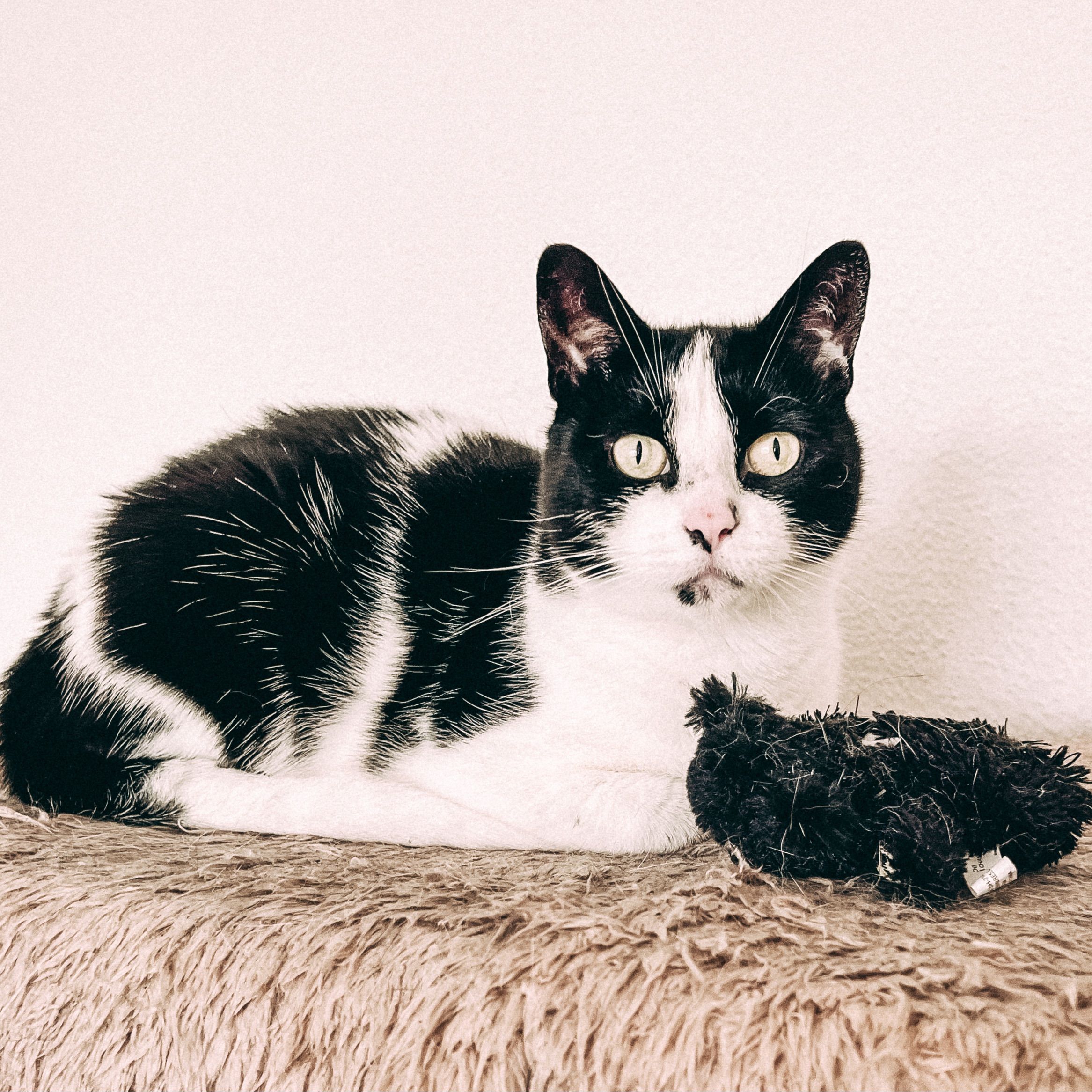 Ziggy (in loving memory)