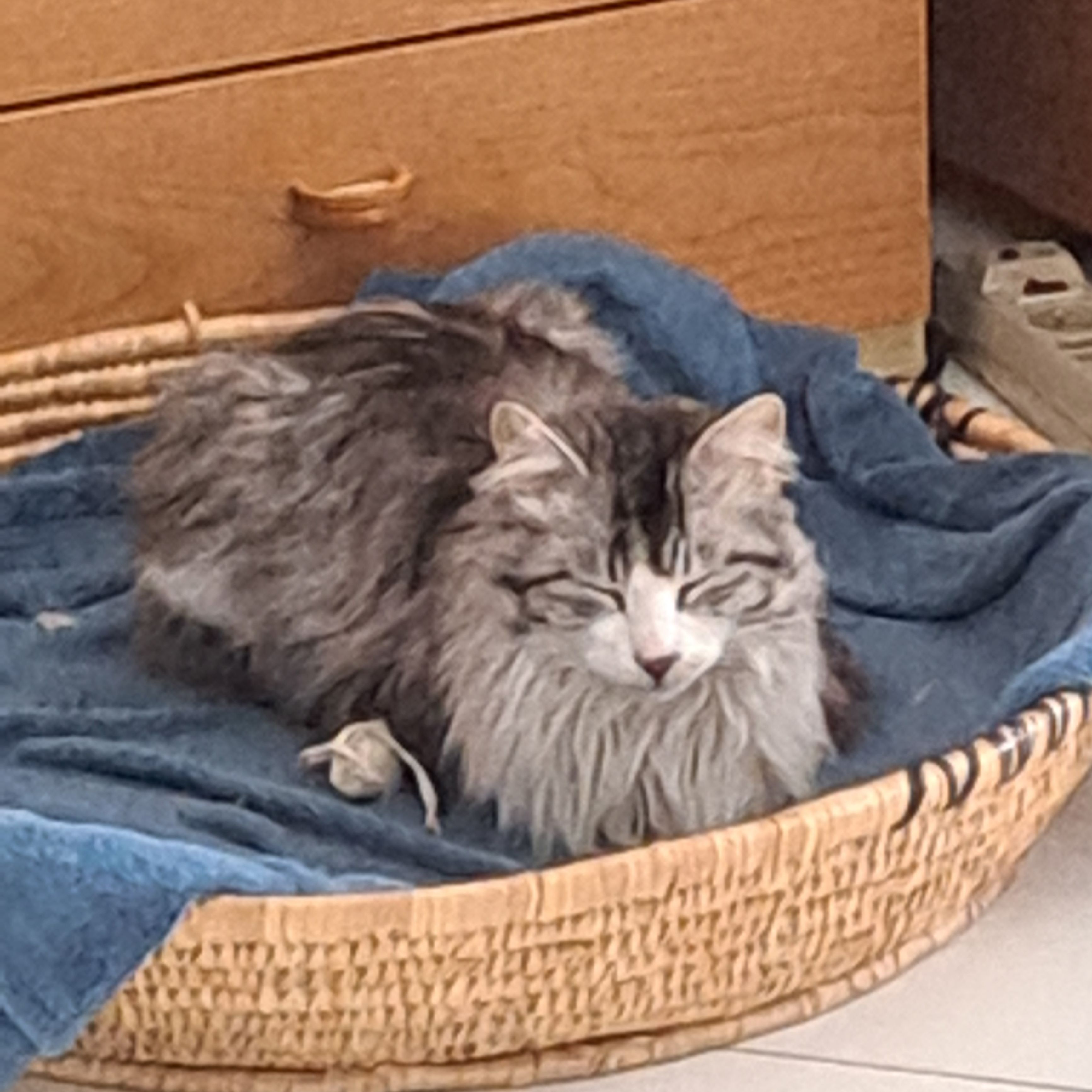 Anacleto