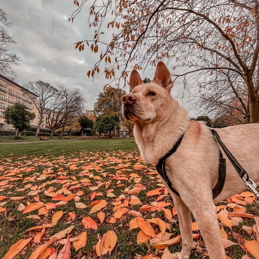 Kate