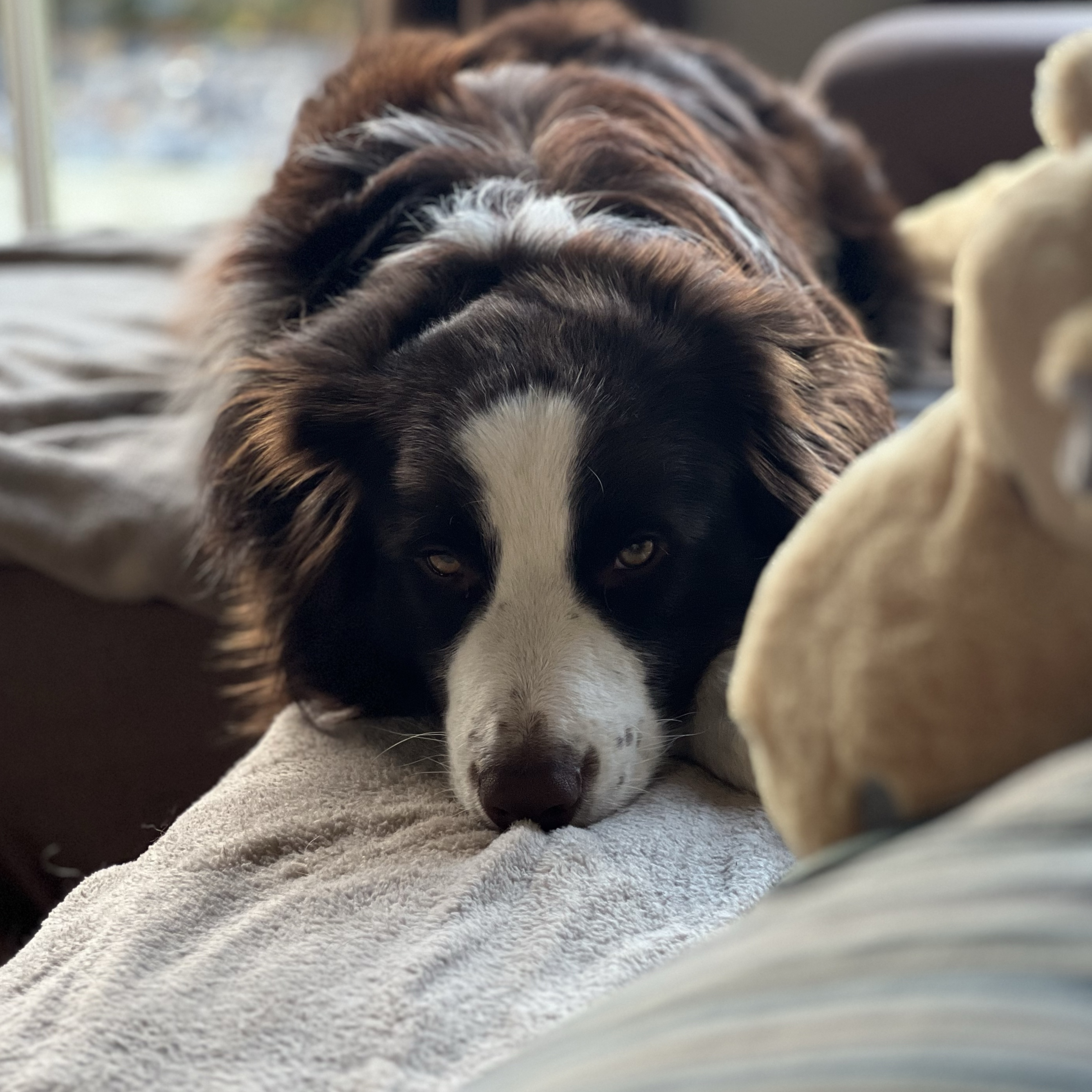Balou 