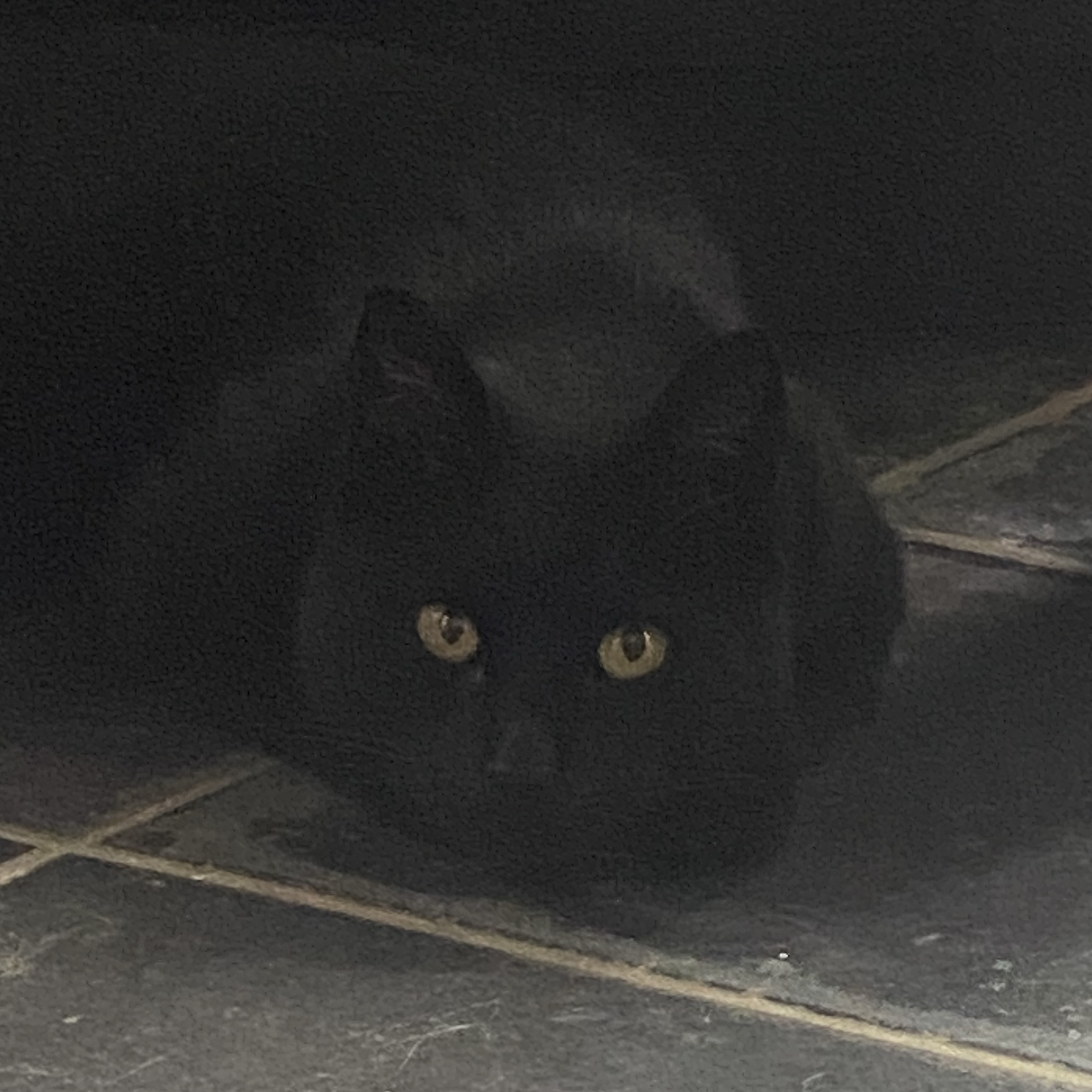 Zorro