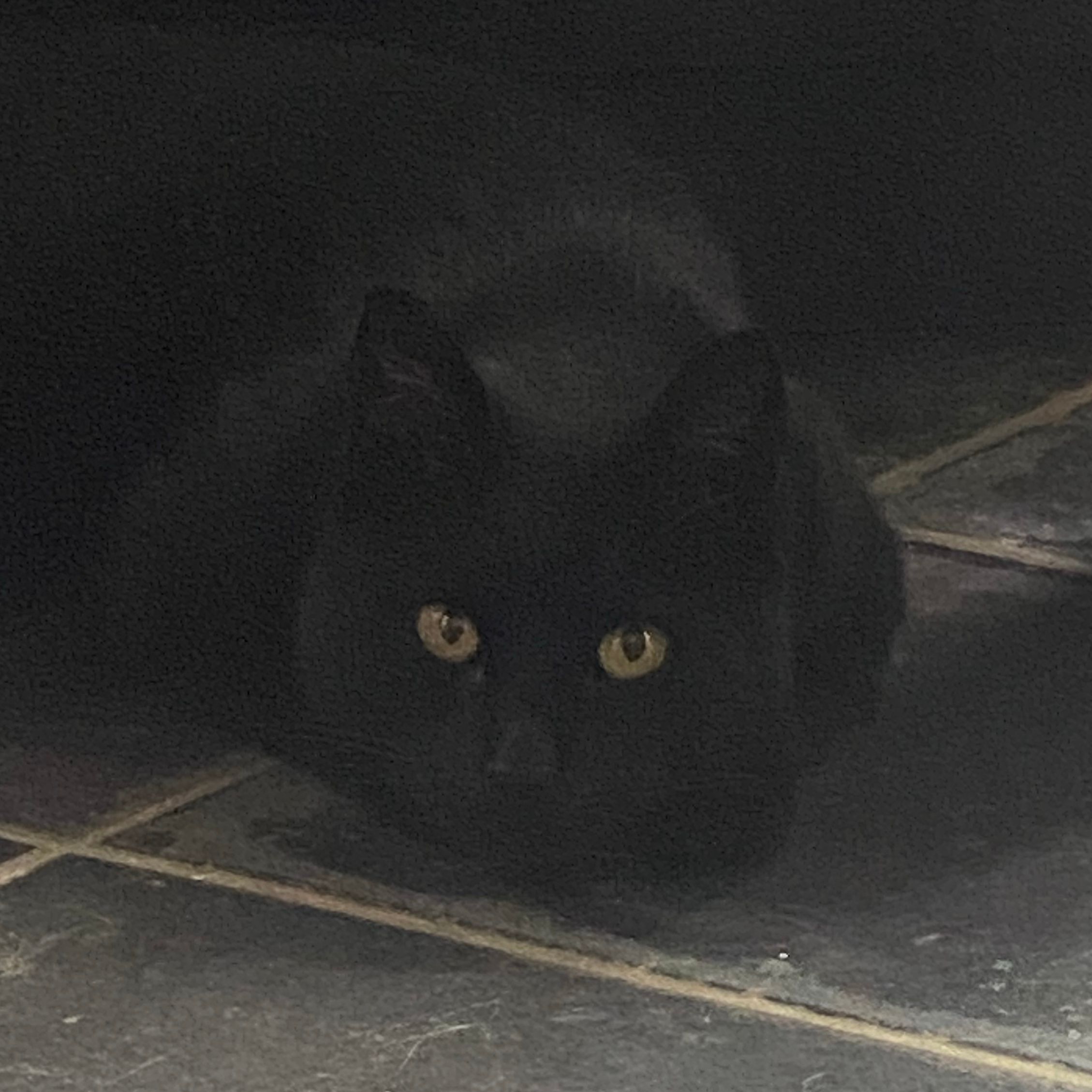 Zorro